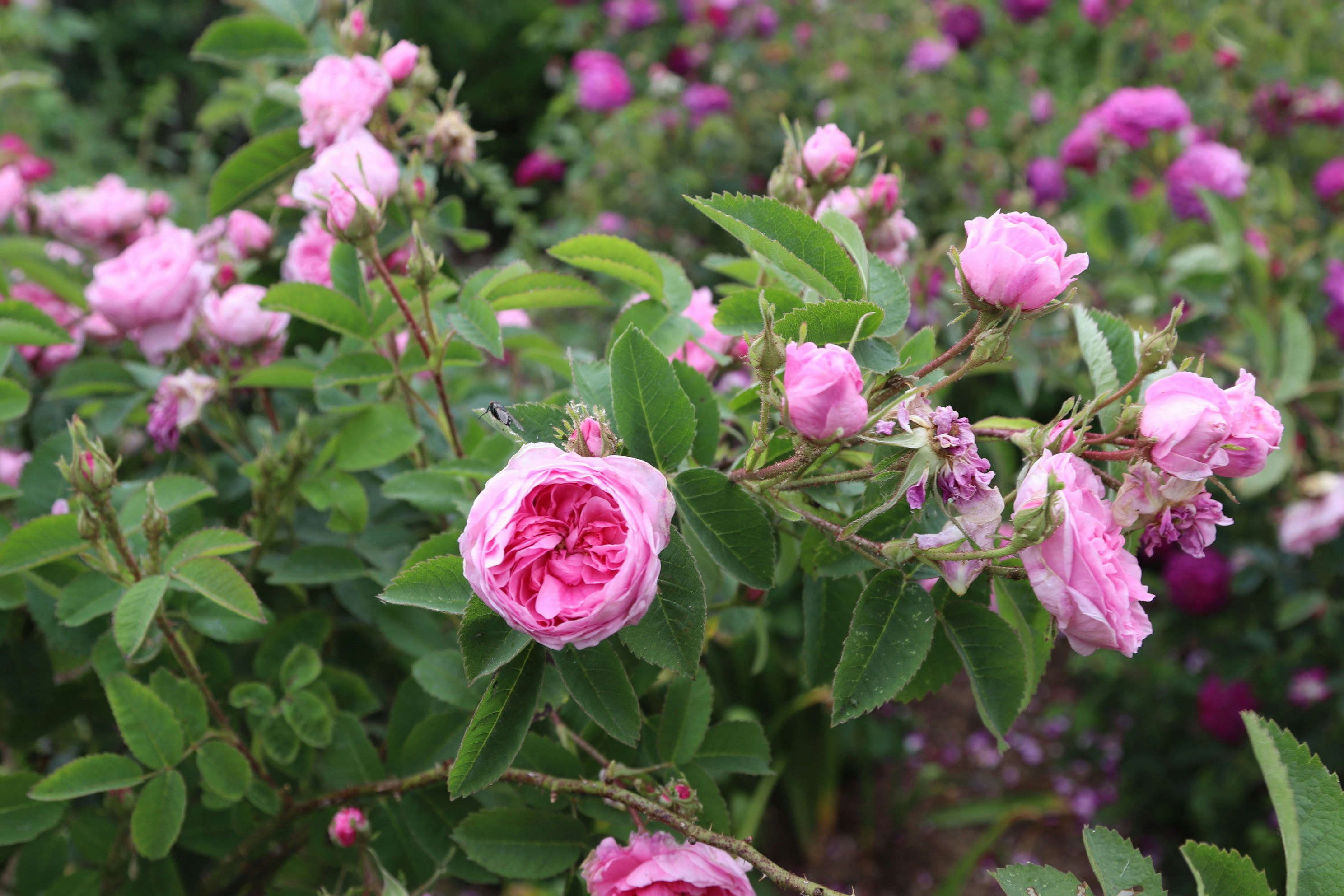 Photo by tanyabarrow