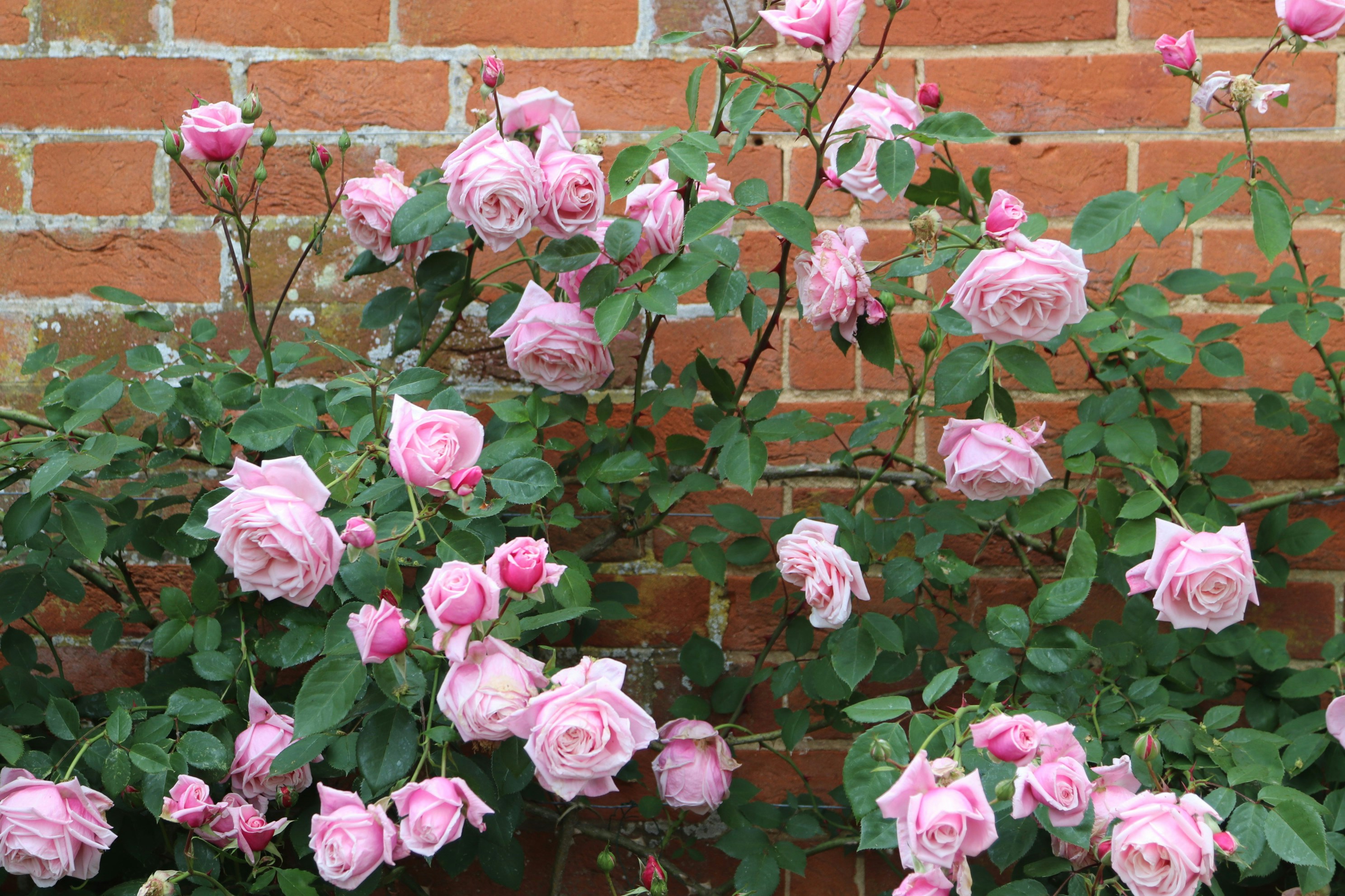 Photo by tanyabarrow