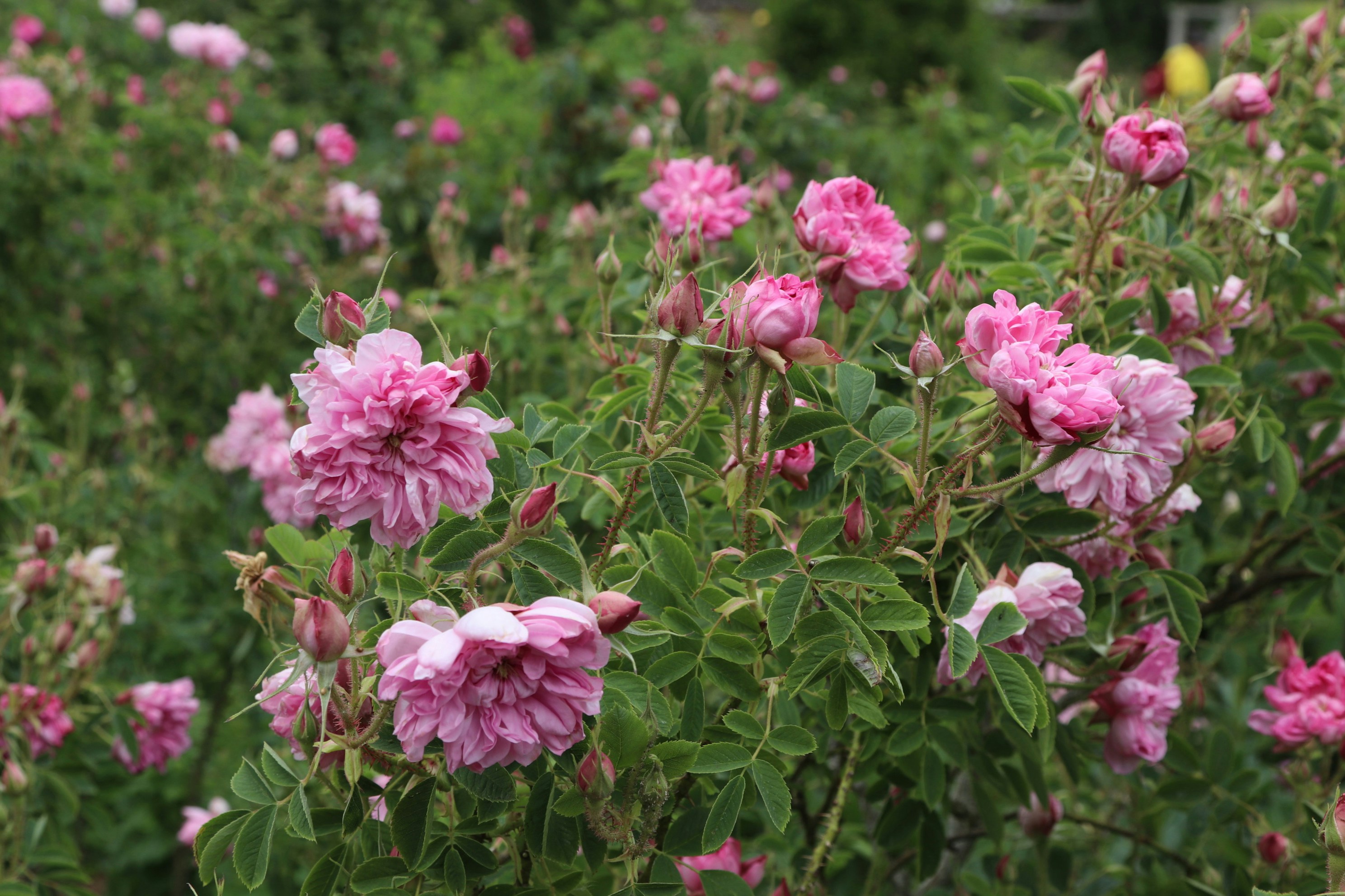 Photo by tanyabarrow