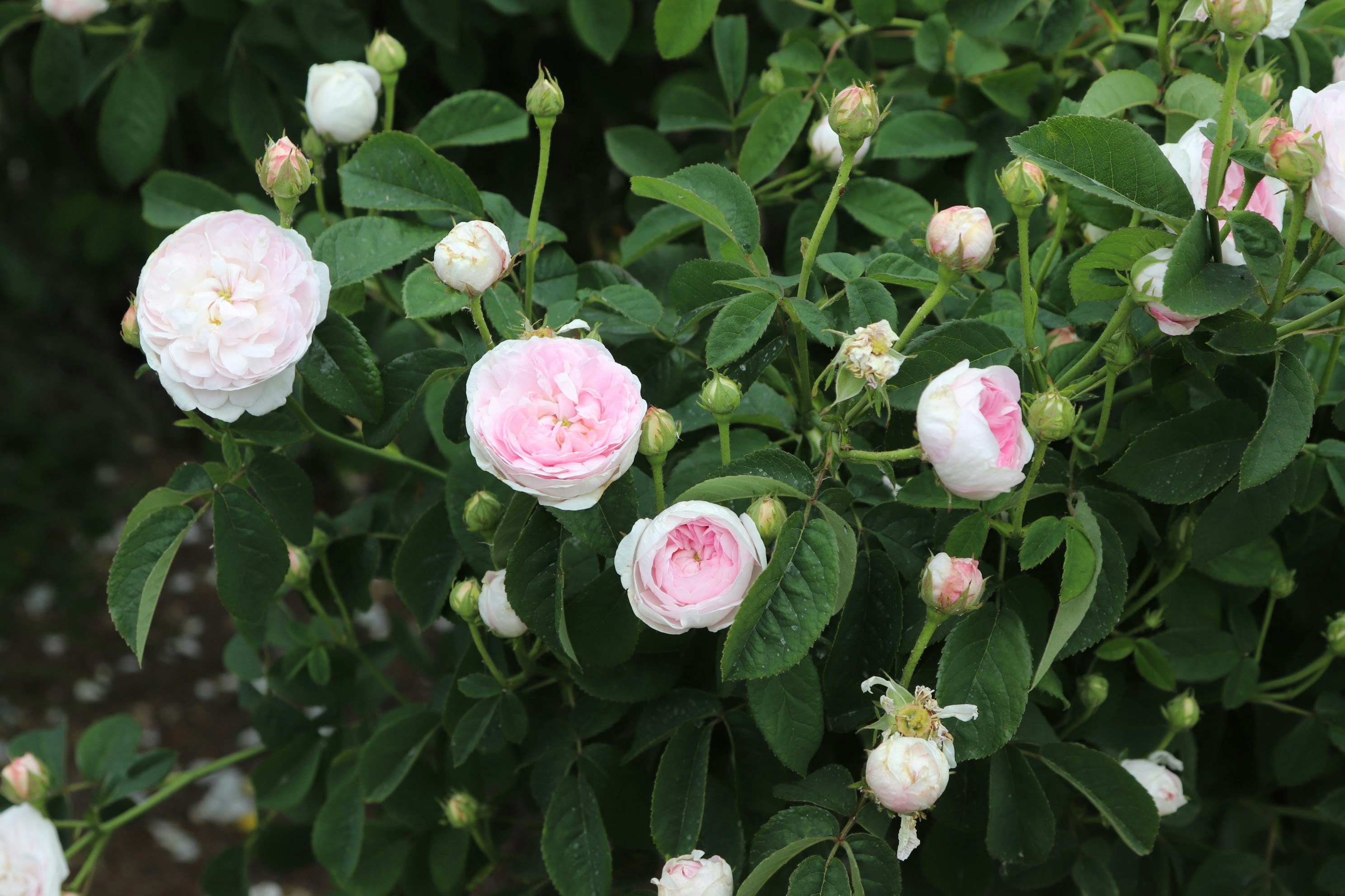 Photo by tanyabarrow