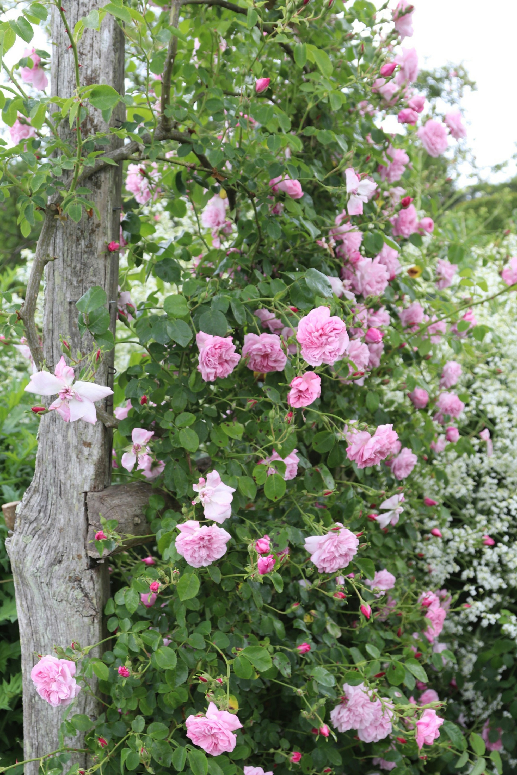 Photo by tanyabarrow