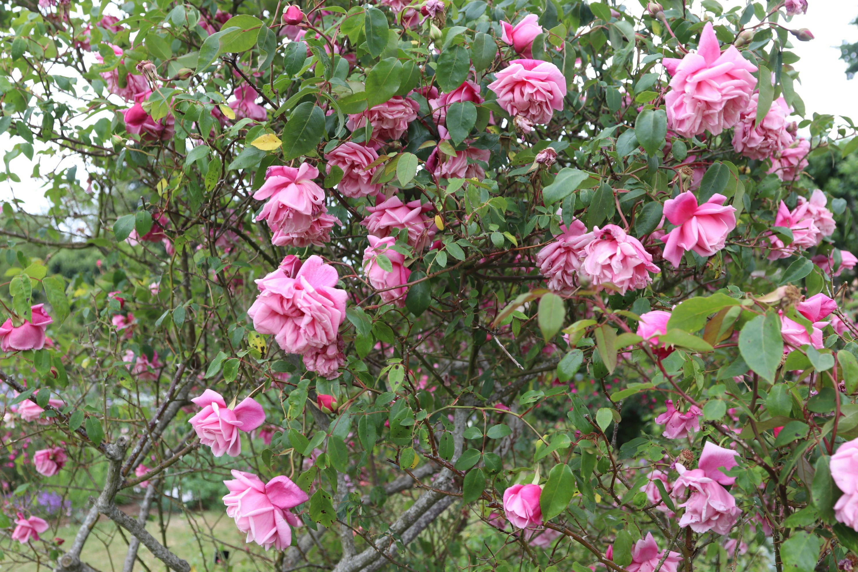 Photo by tanyabarrow