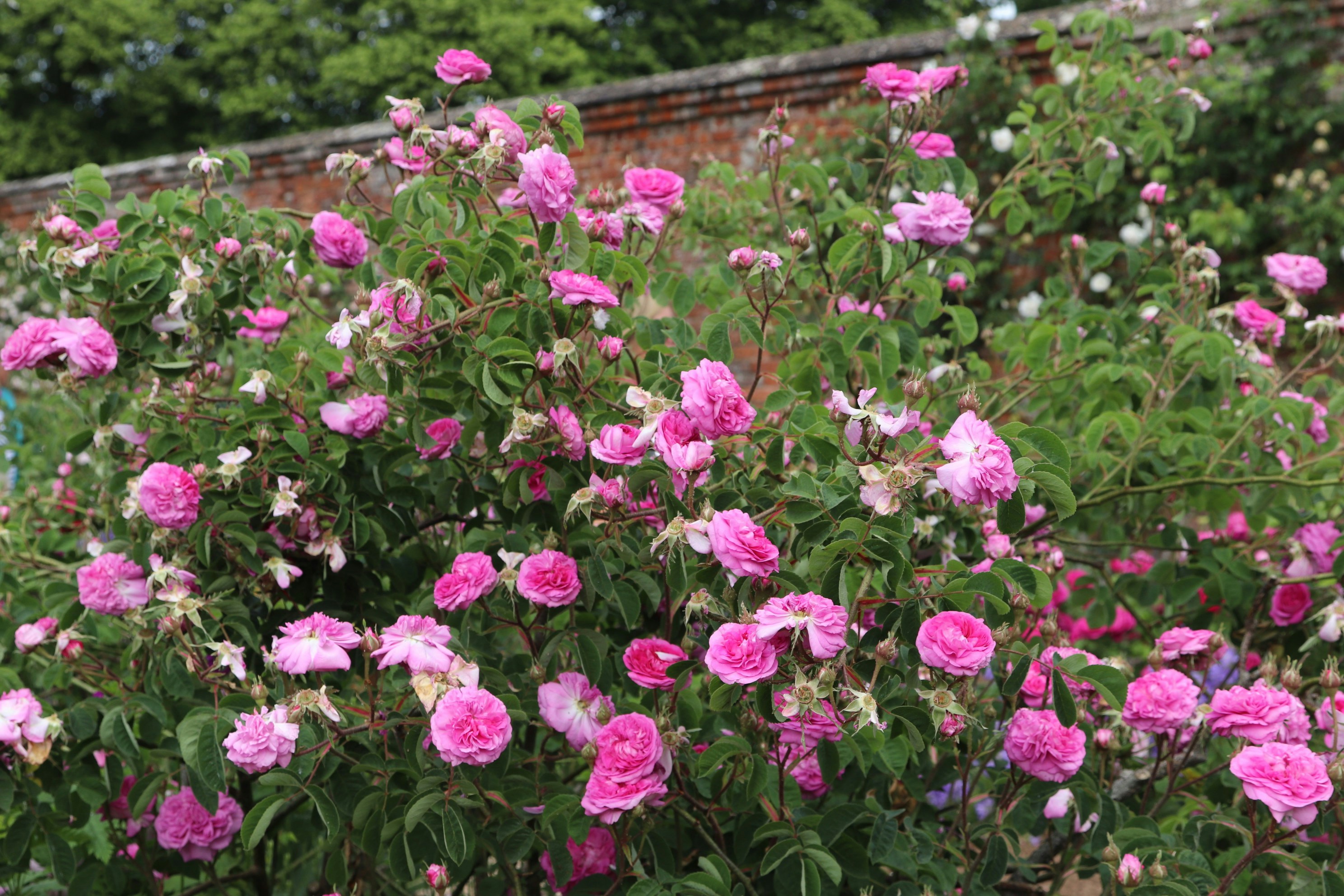 Photo by tanyabarrow