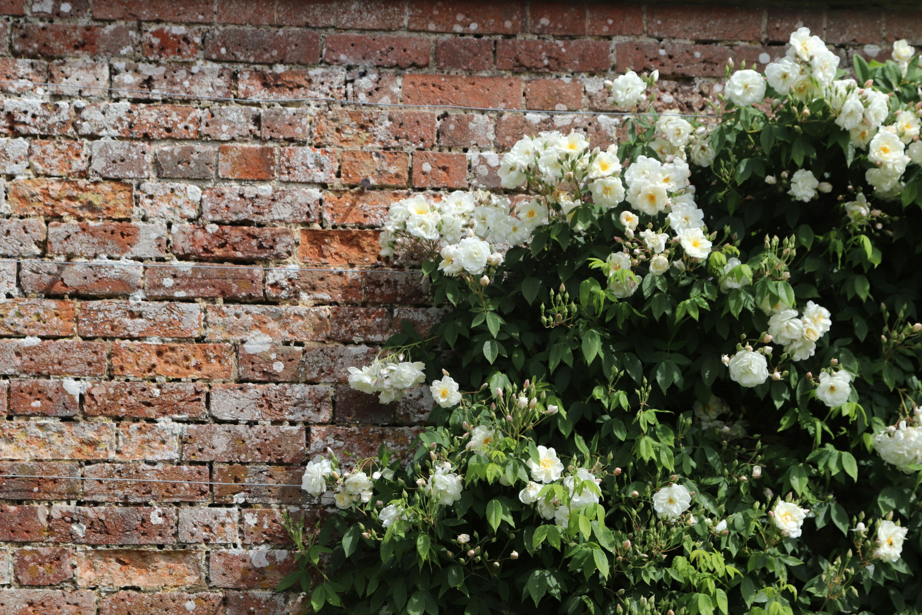 Photo by tanyabarrow