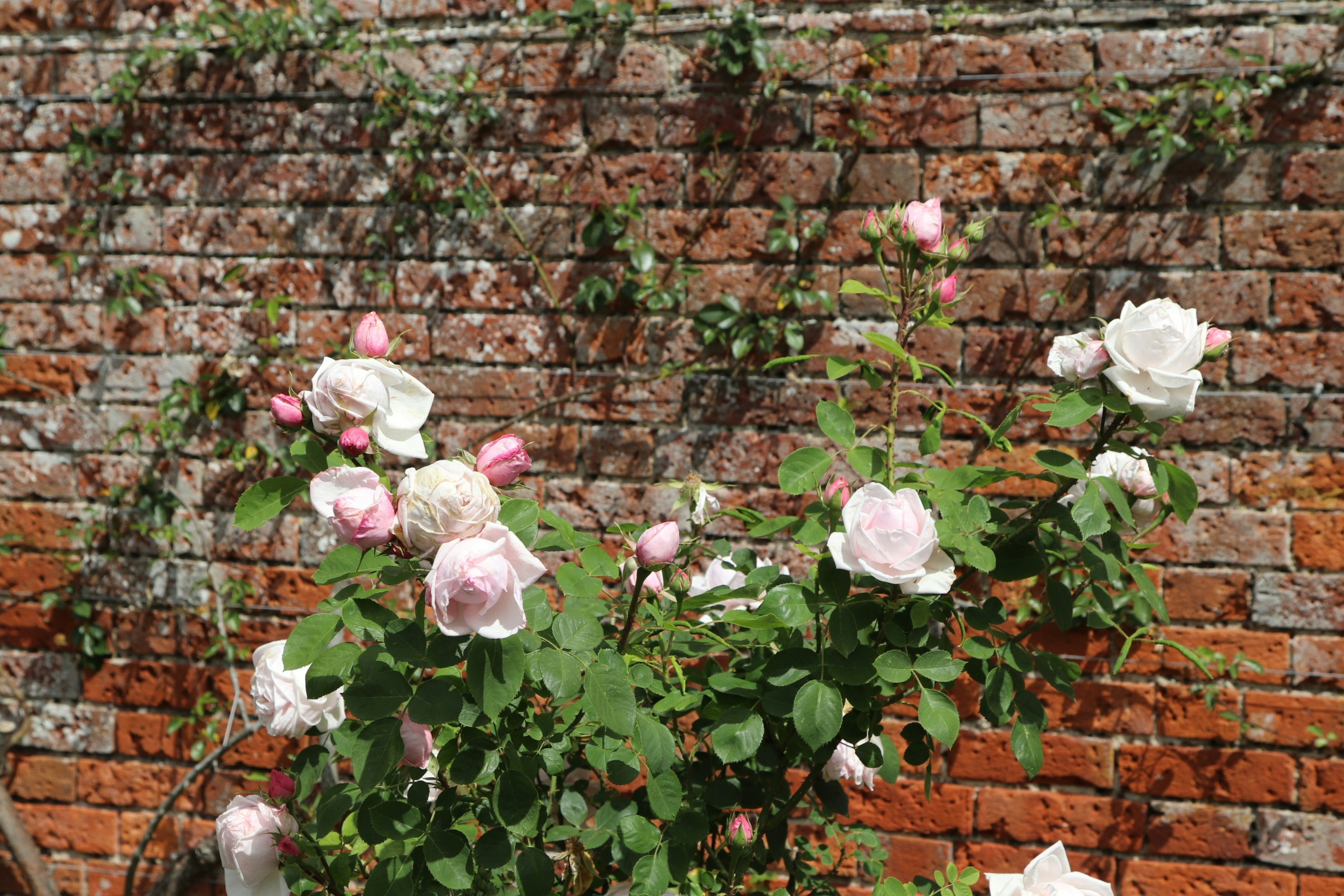 Photo by tanyabarrow