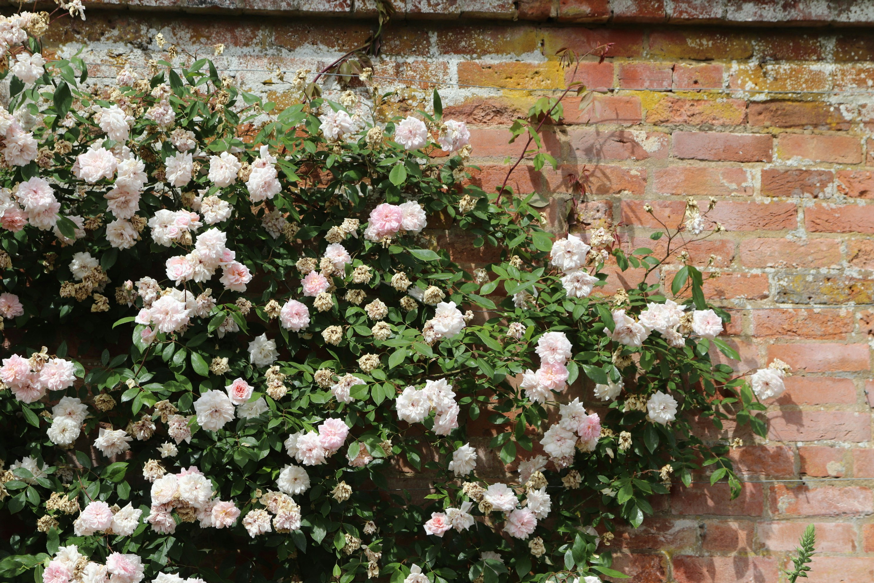 Photo by tanyabarrow