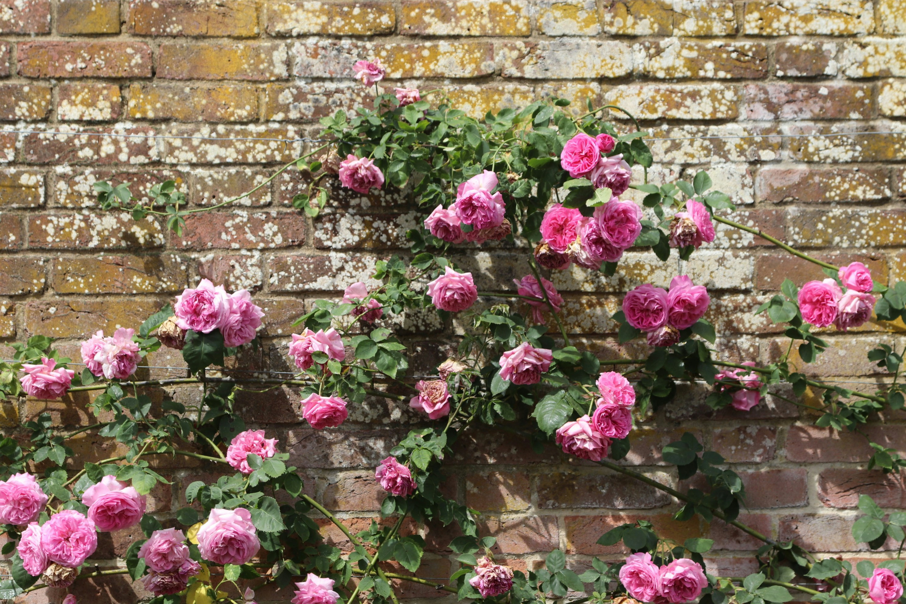 Photo by tanyabarrow