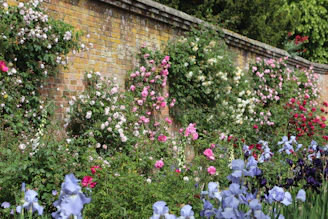 Roses and flowers flourish beside a brick wall.