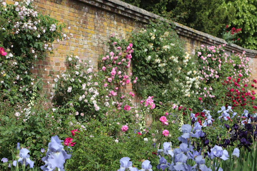 Roses and flowers flourish beside a brick wall.