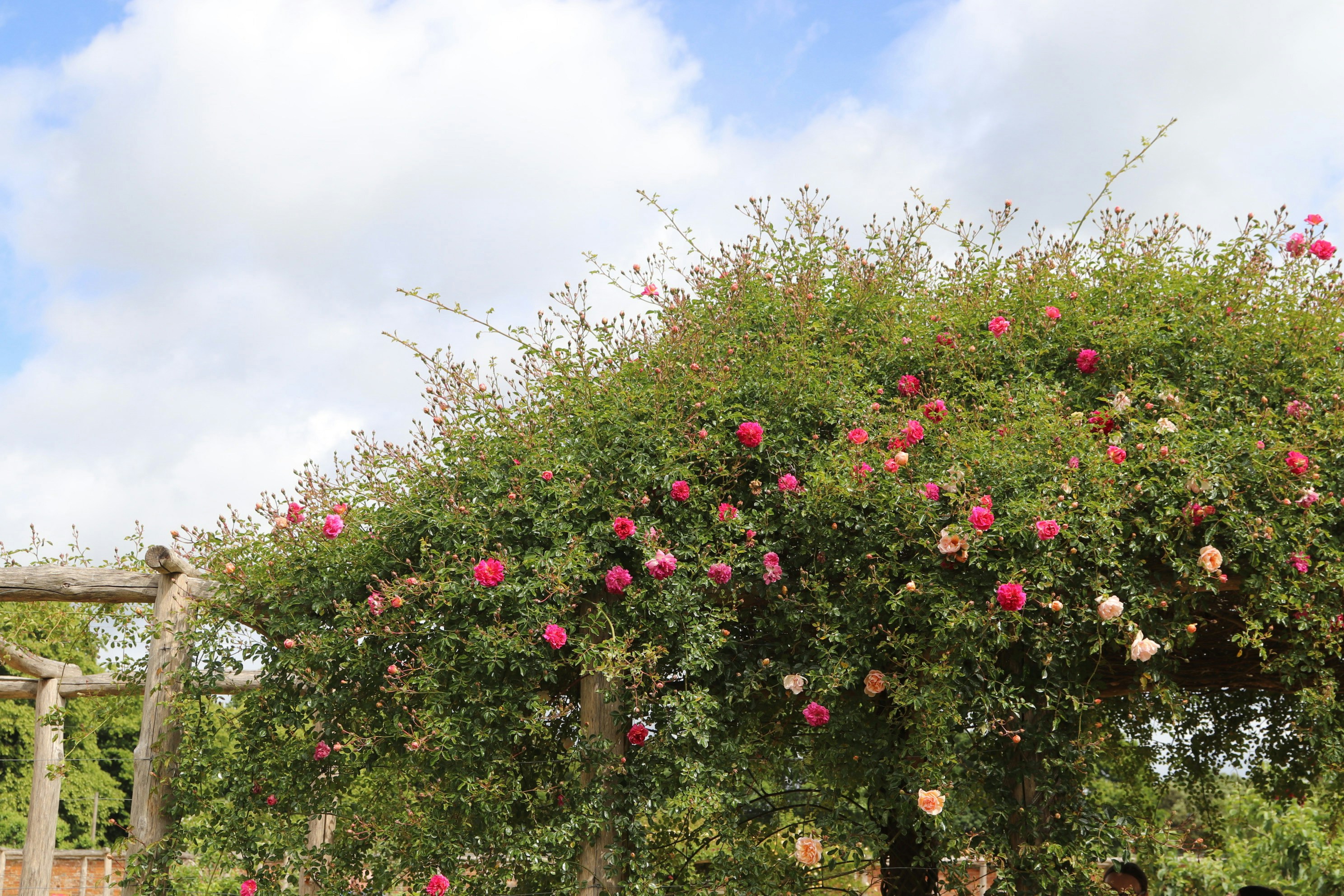 Photo by tanyabarrow