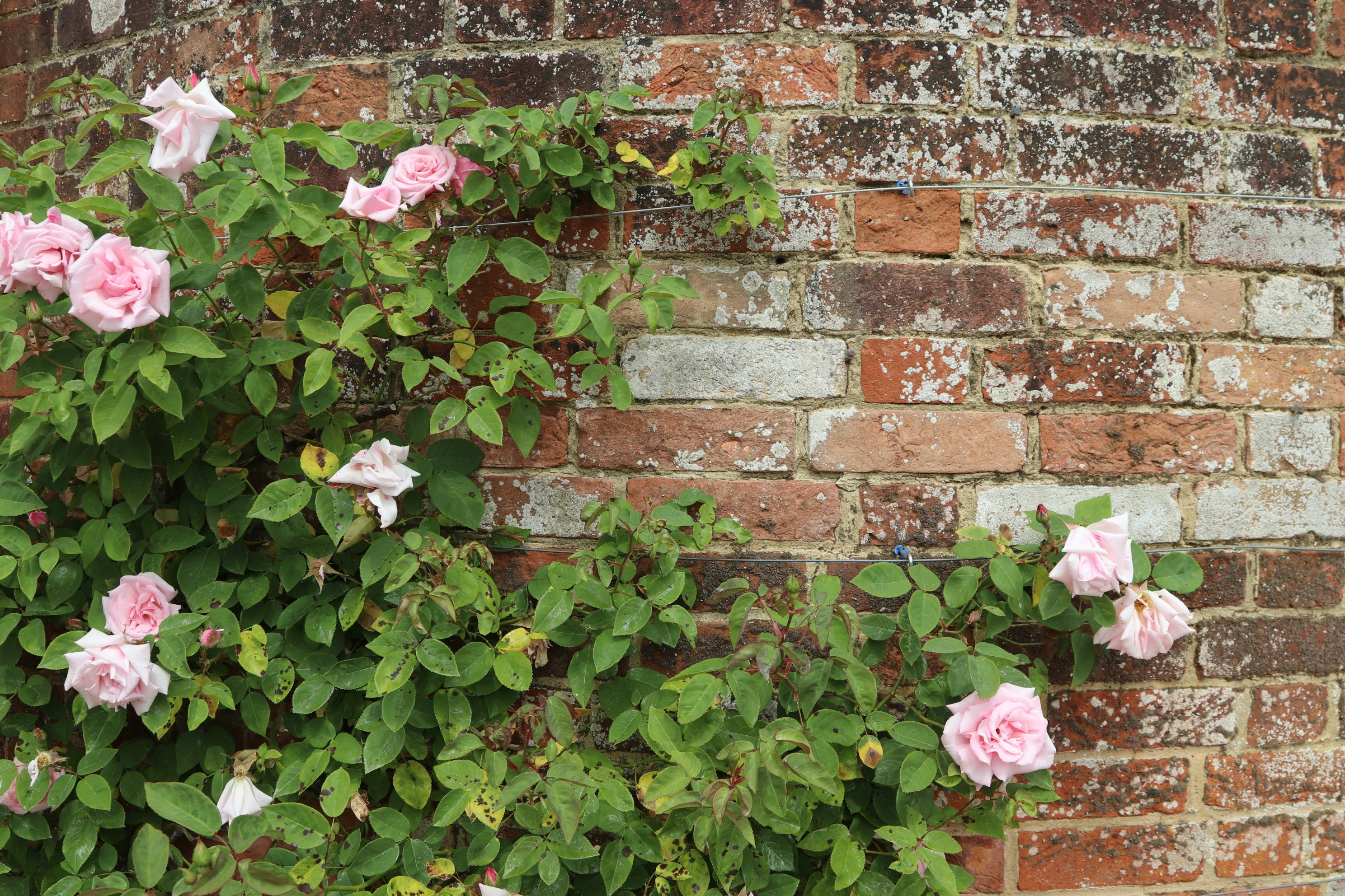 Photo by tanyabarrow