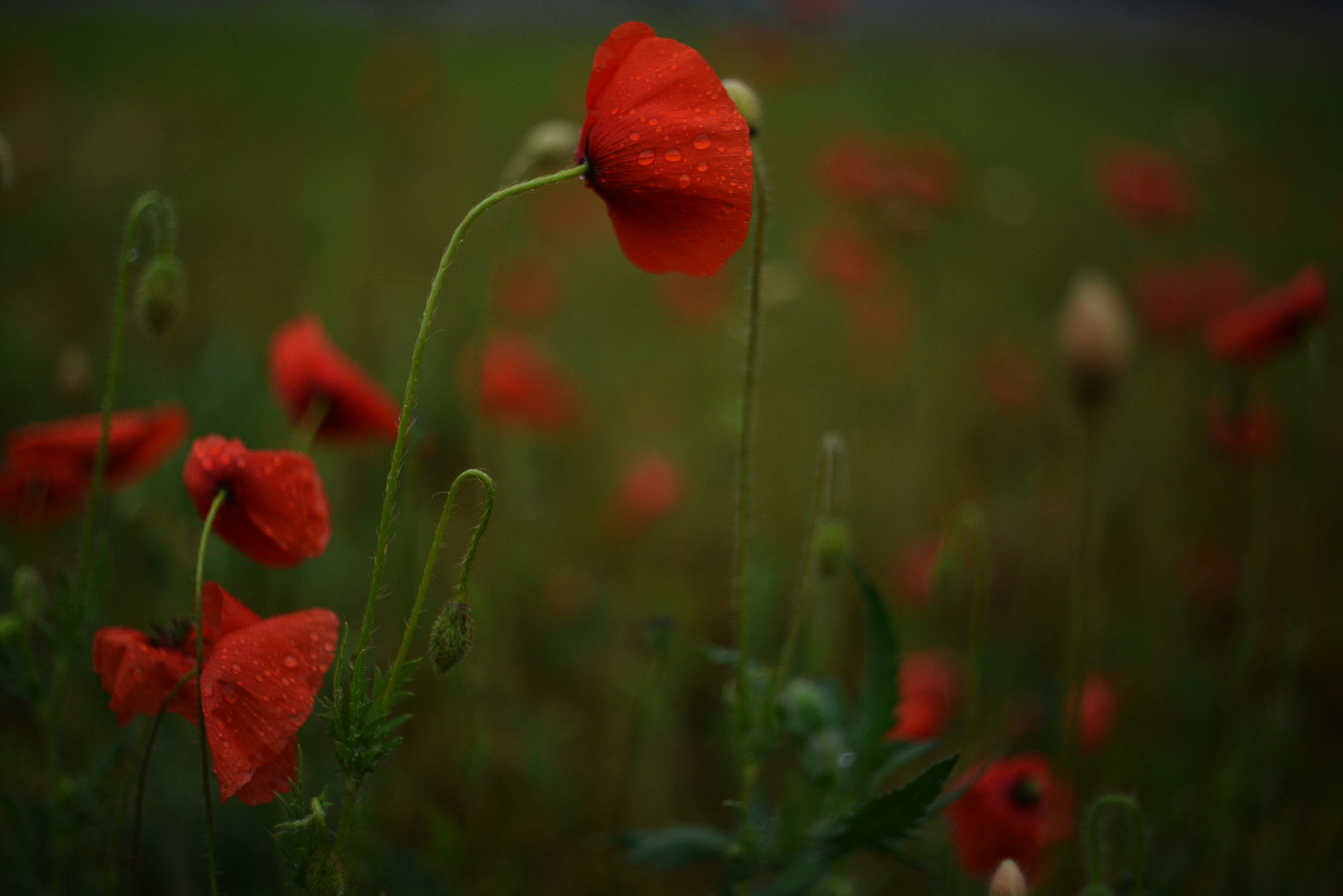 Photo by cherstve_pechivo