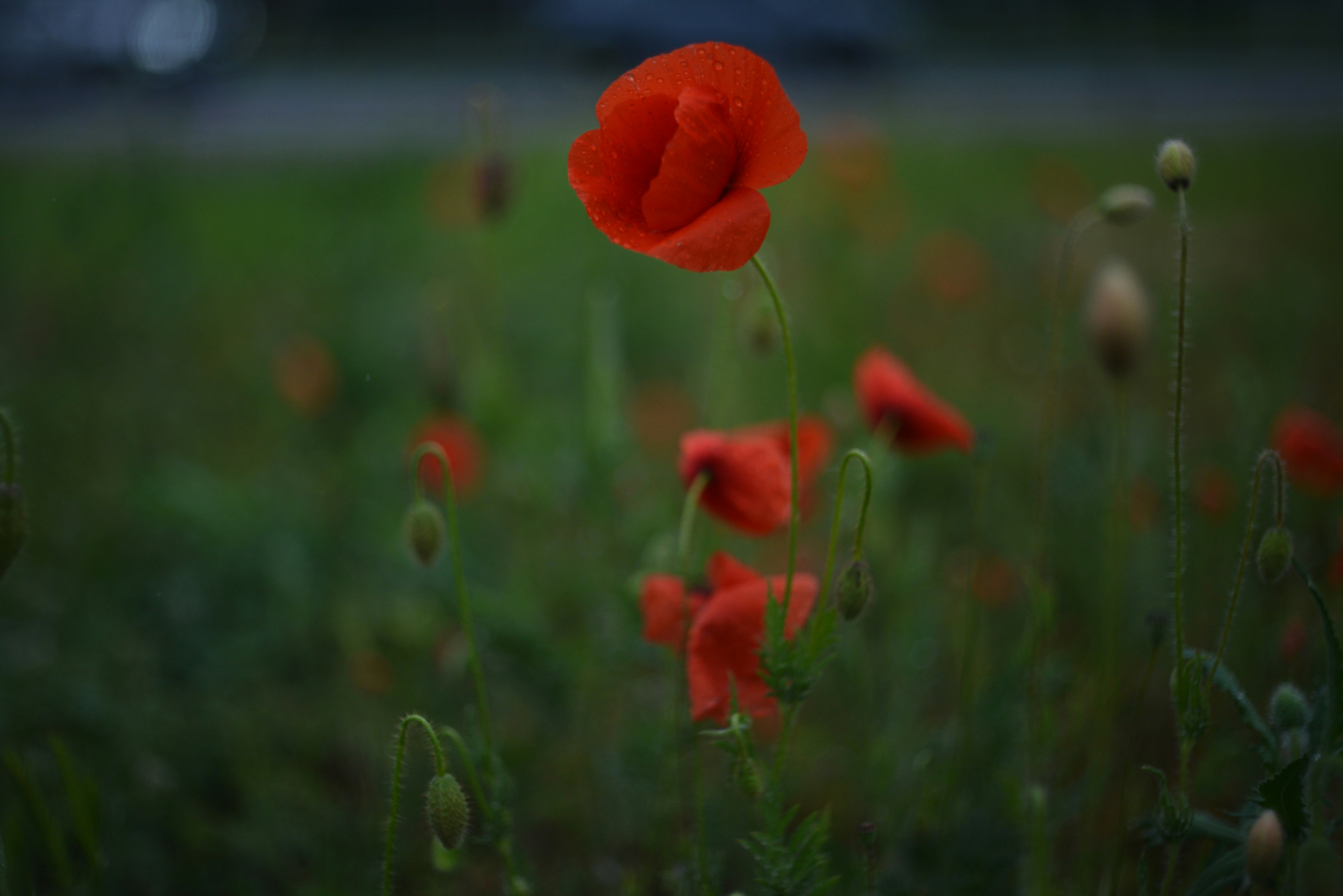 Photo by cherstve_pechivo