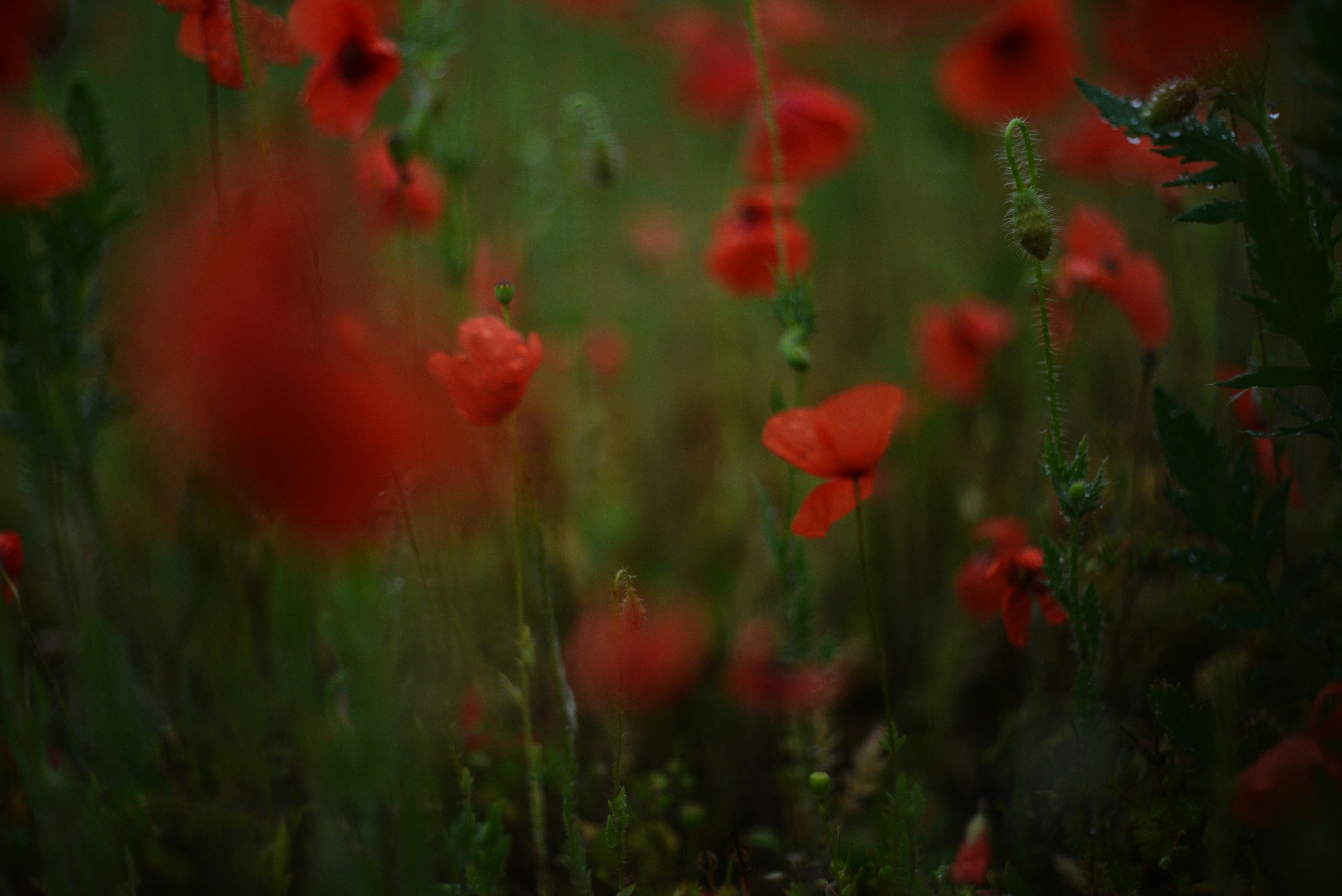 Photo by cherstve_pechivo