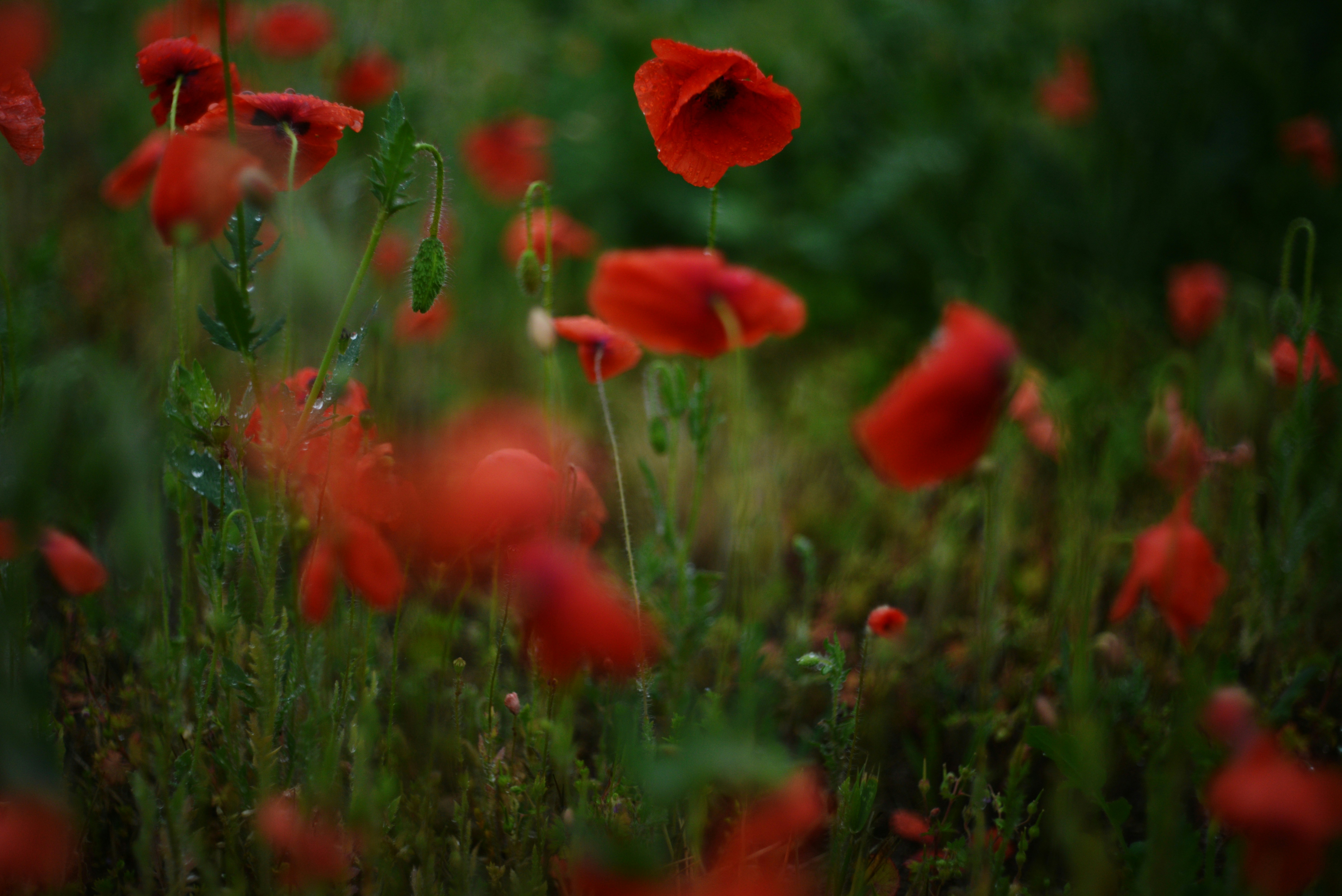 Photo by cherstve_pechivo