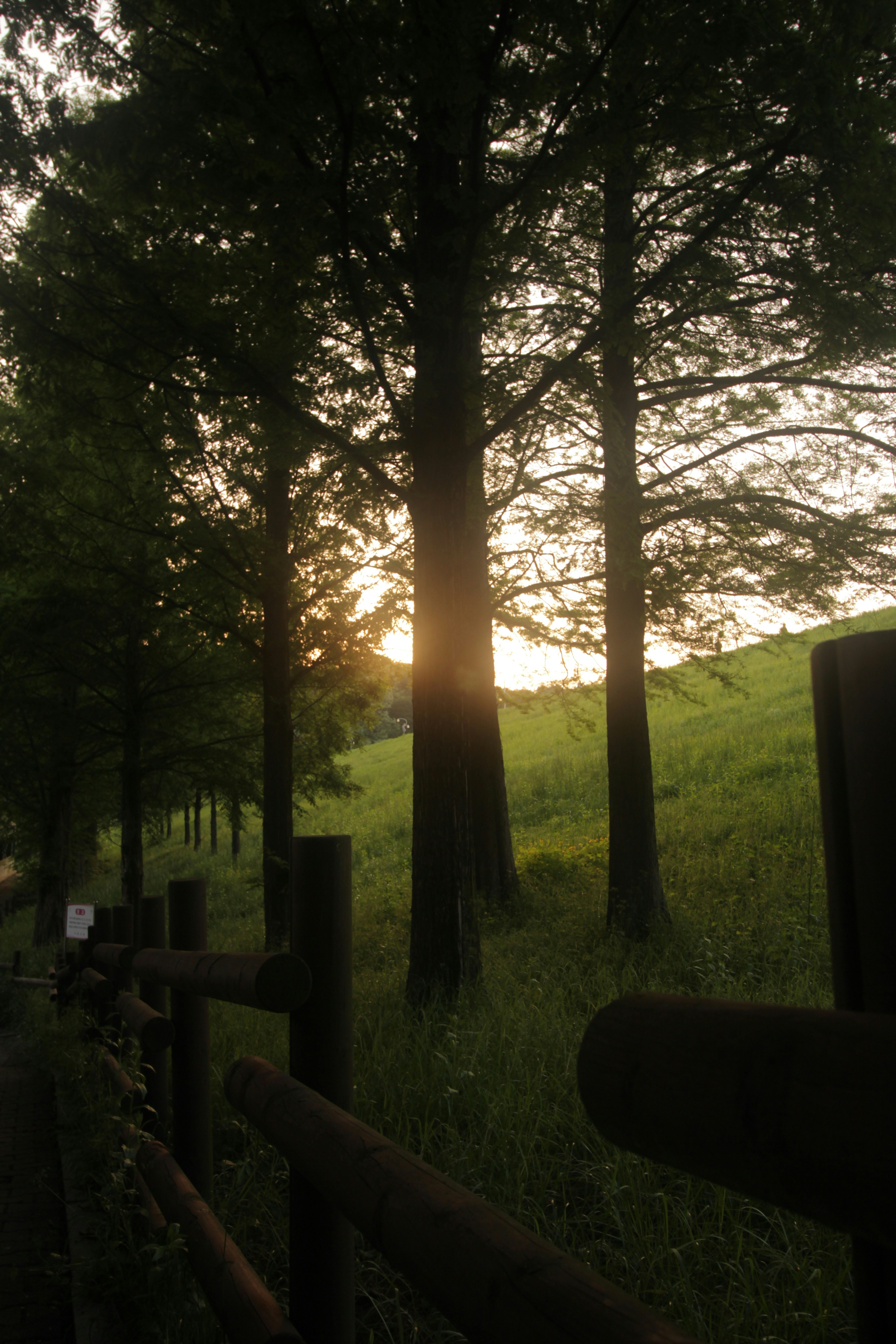 Sunlight shines through the trees in a grassy field.