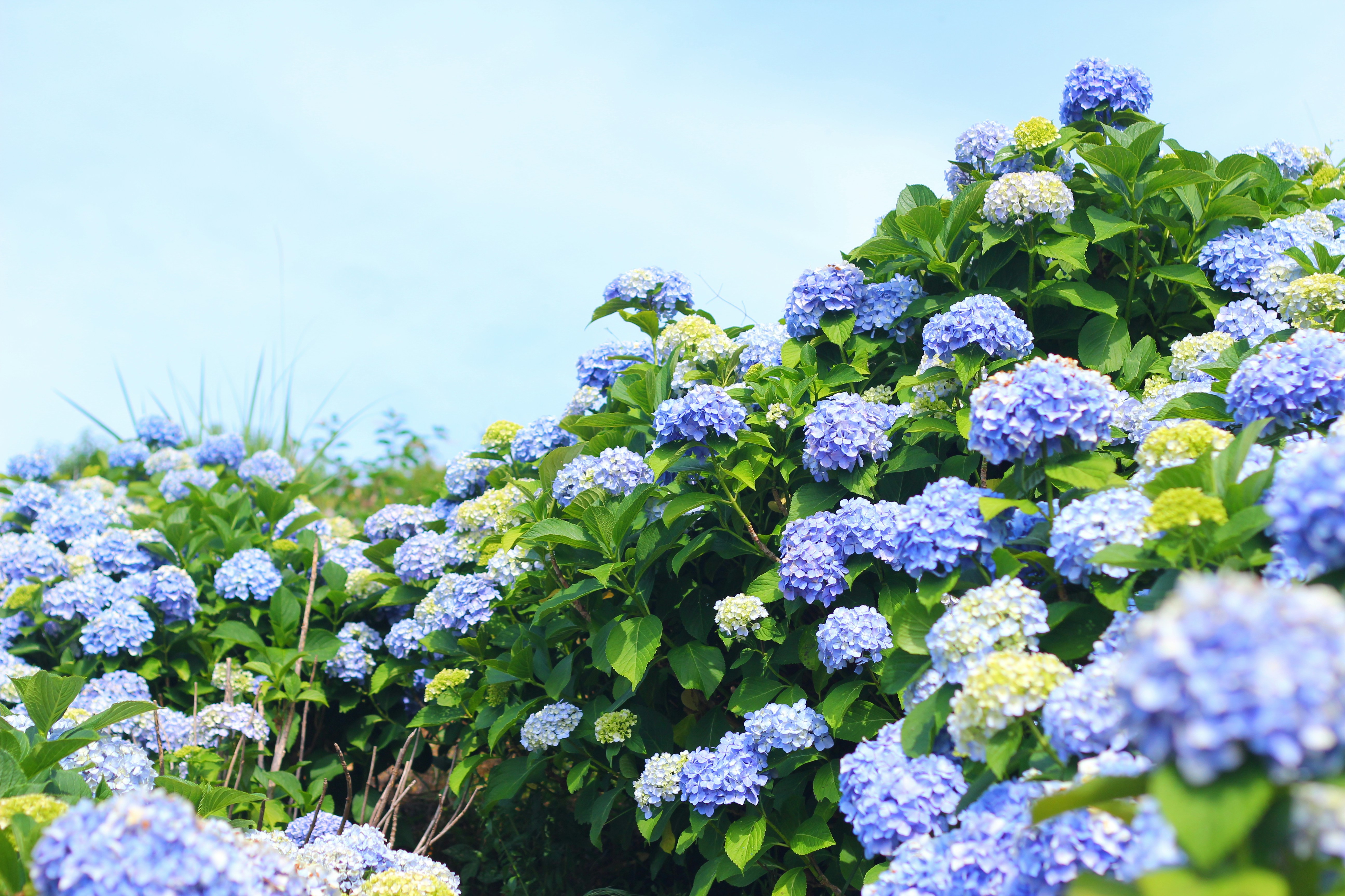 Beautiful blue hydrangeas blooming in sunlight.