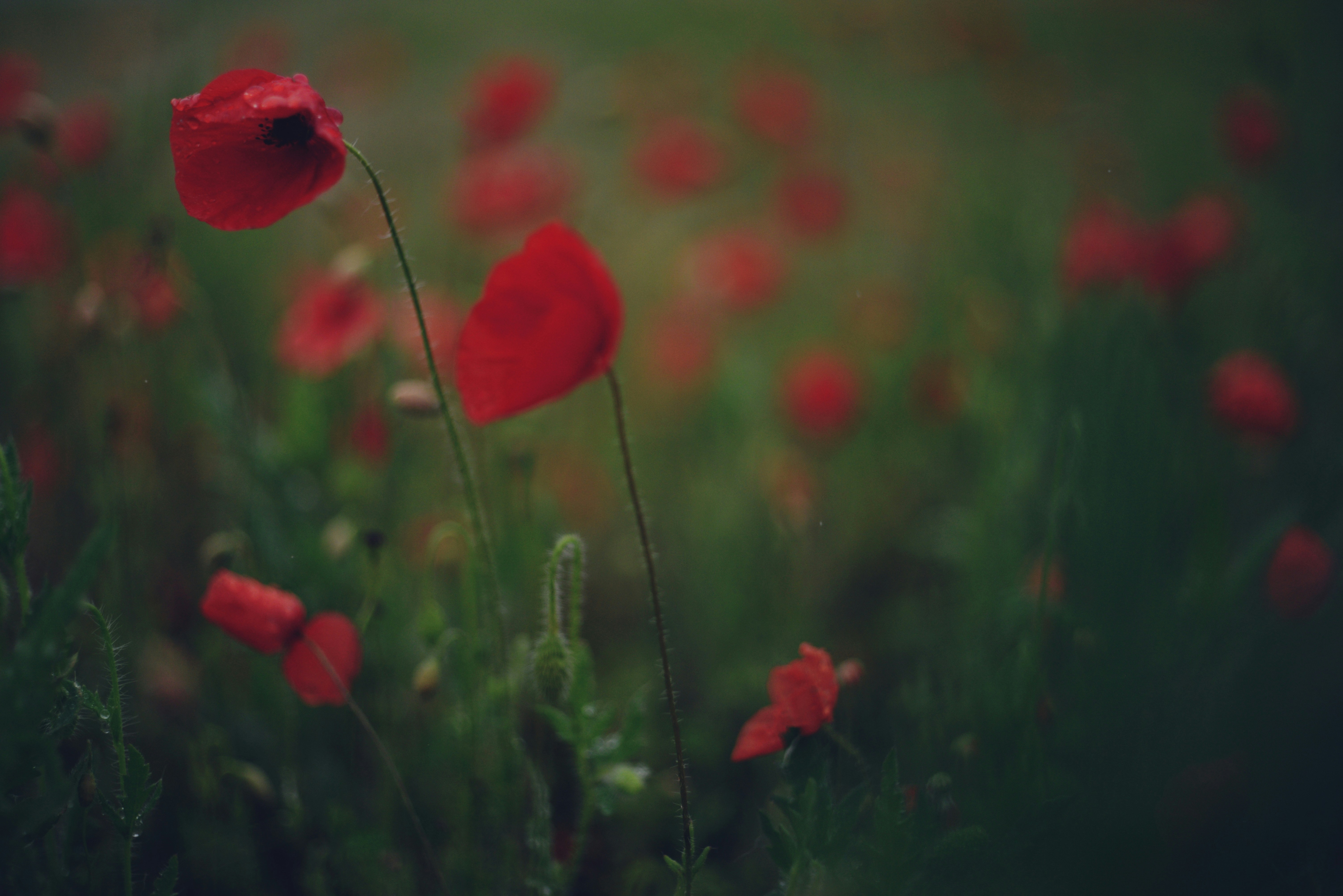 Photo by cherstve_pechivo