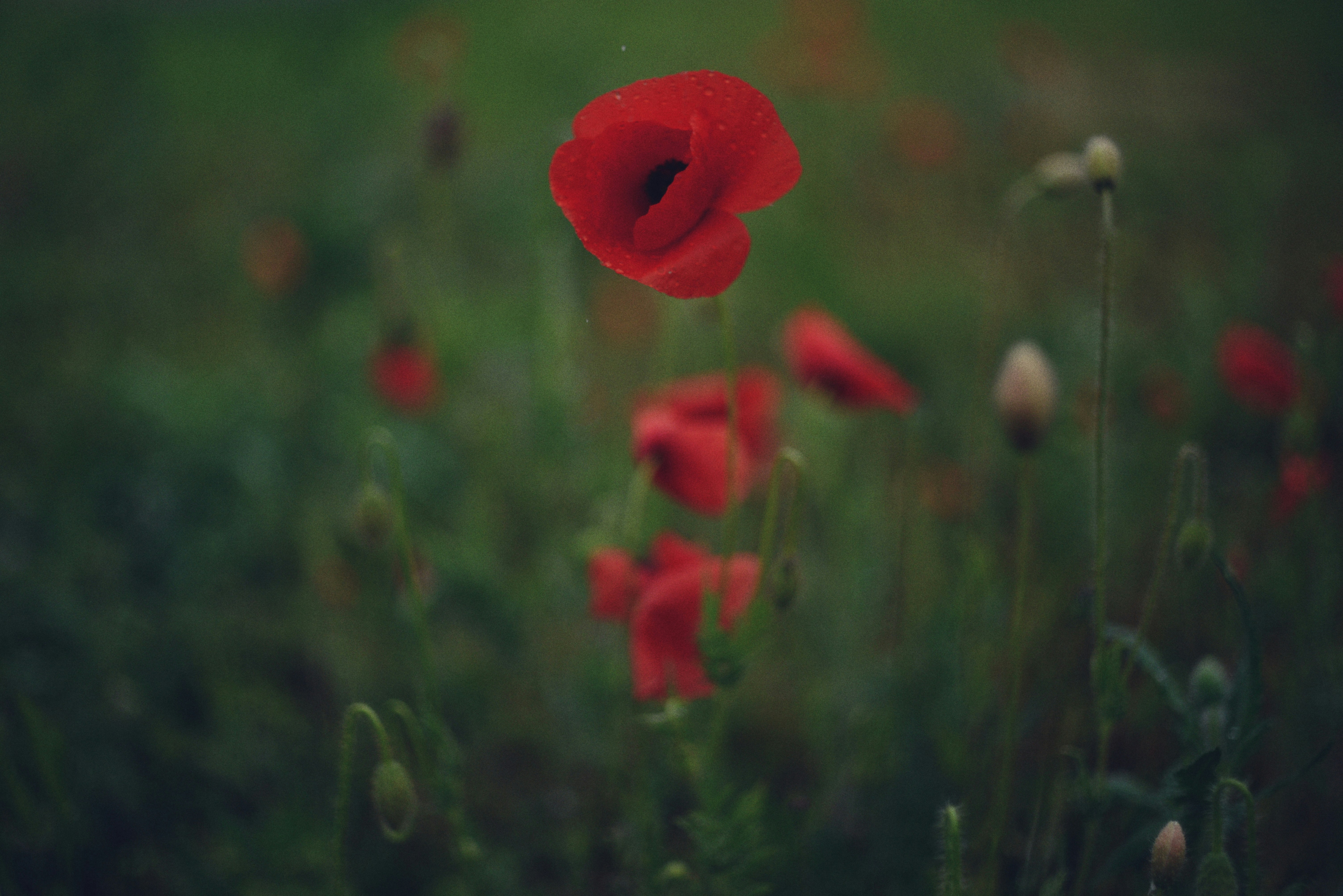 Photo by cherstve_pechivo