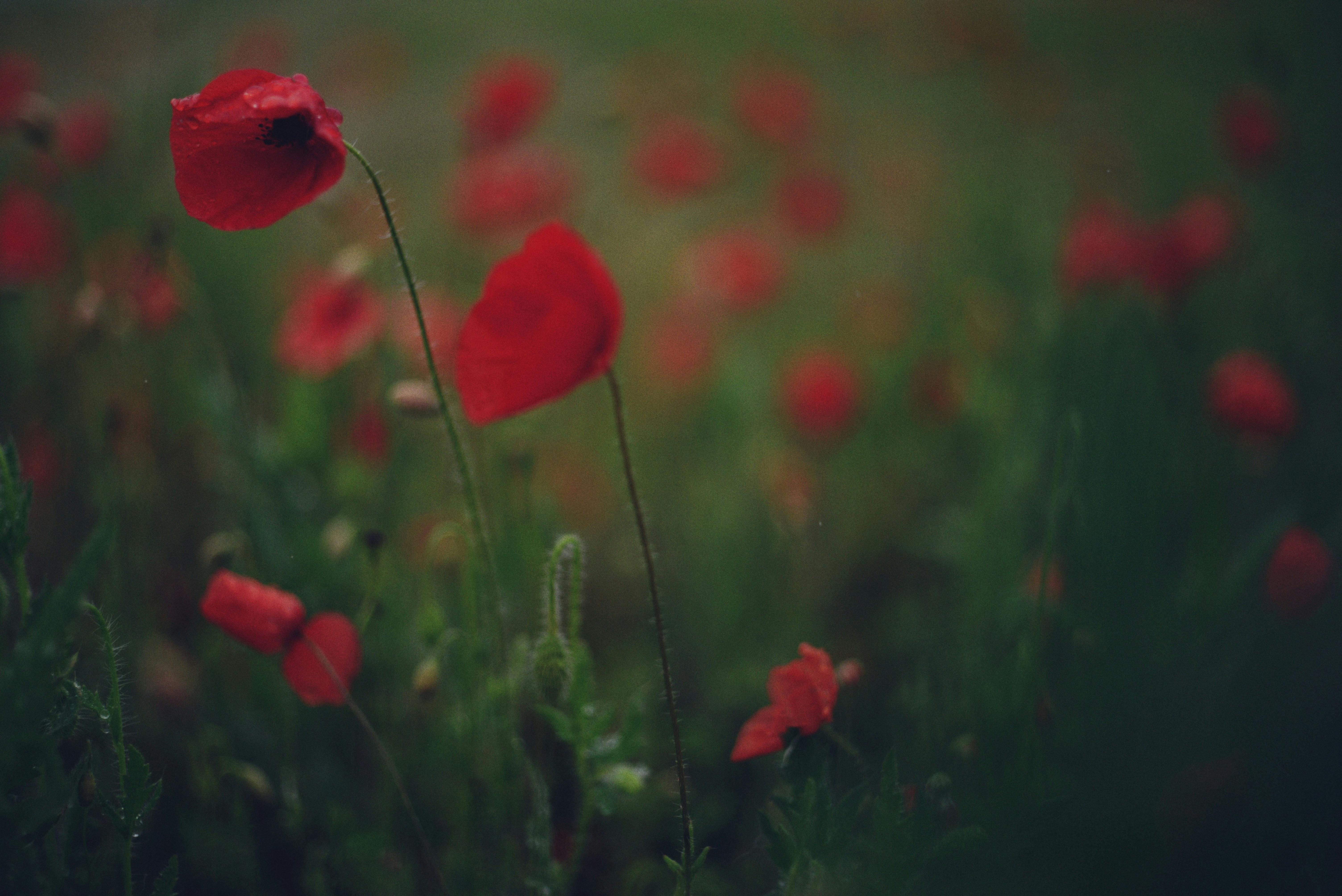 Photo by cherstve_pechivo