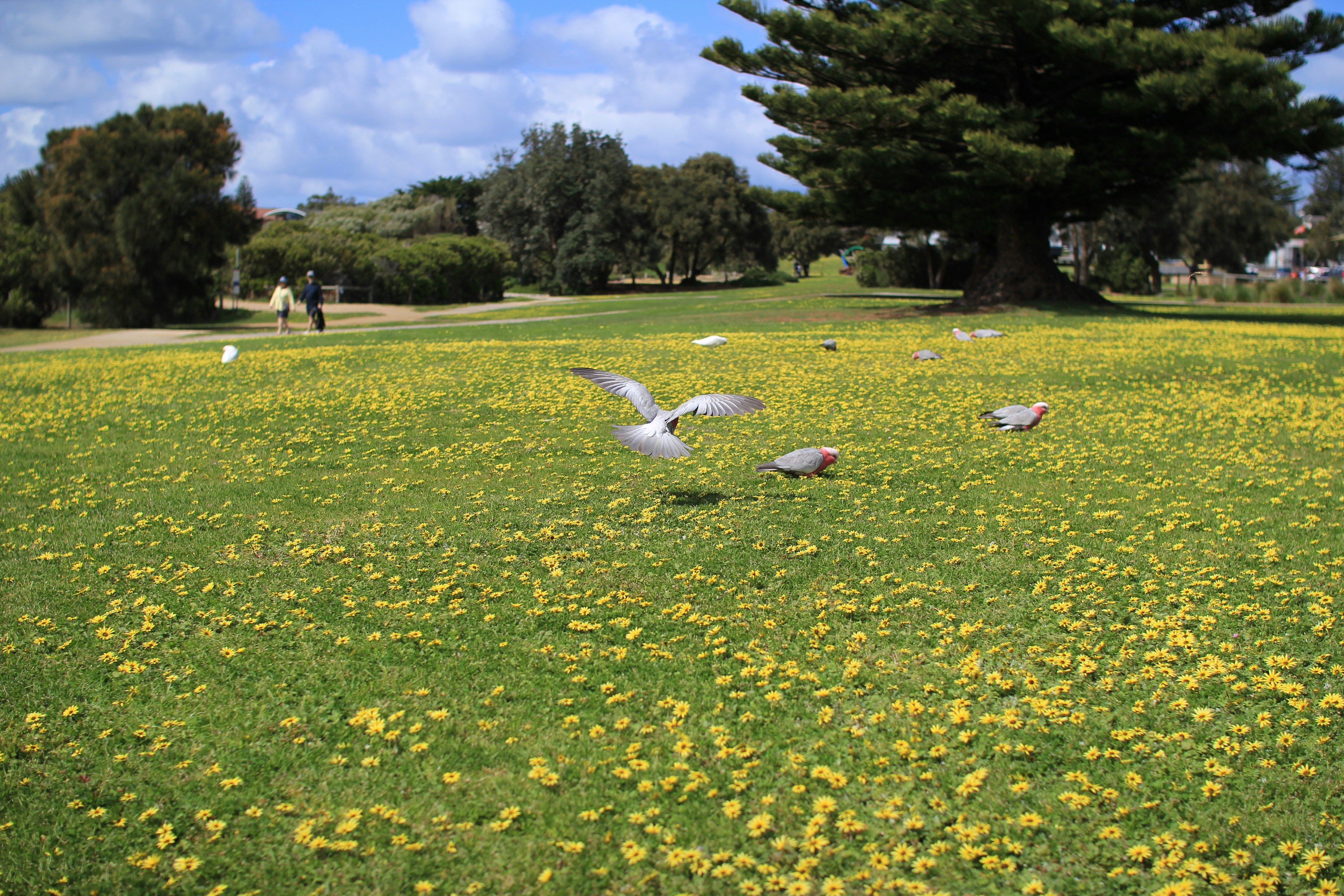 Birds fly over a sunny, flower-covered field.