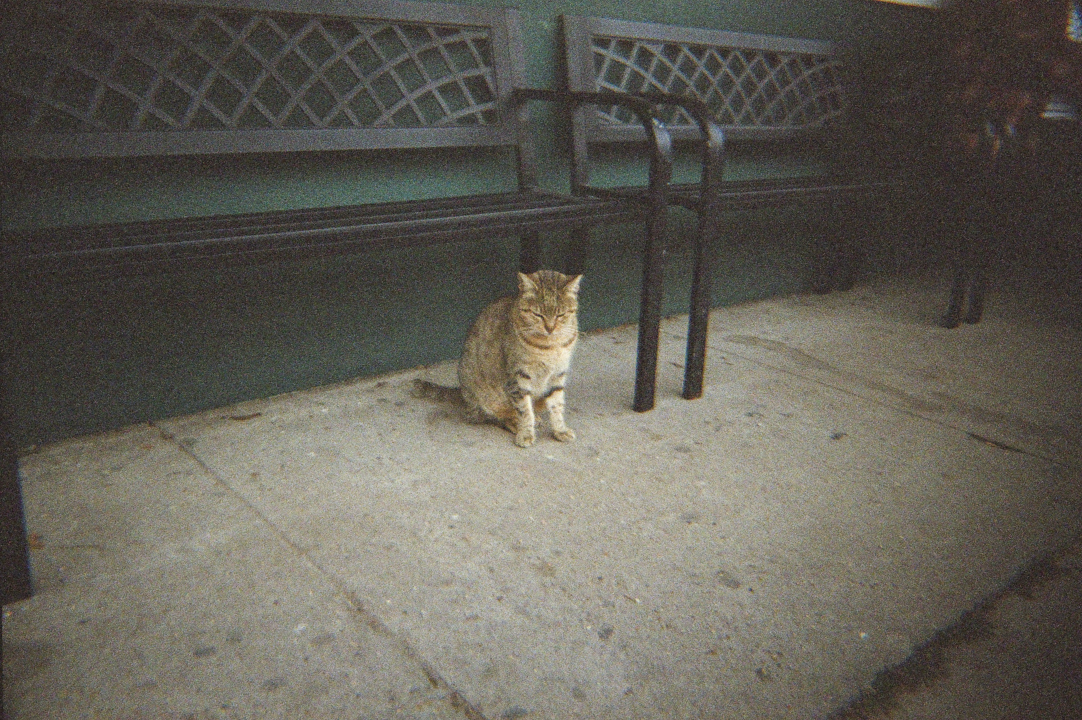 A cat sits in front of a bench