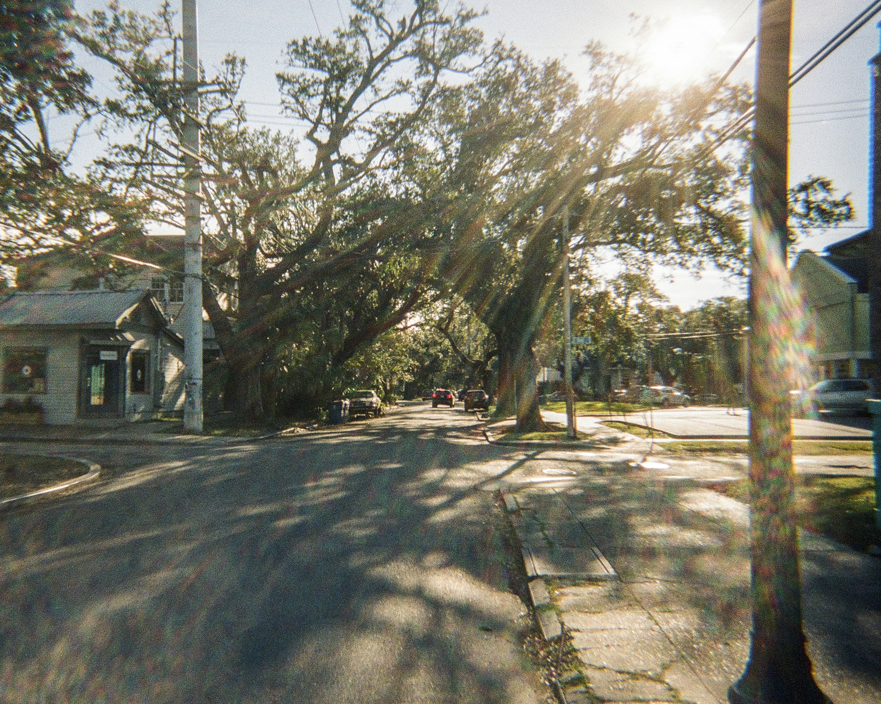 Trees form an archway over a sunny street.