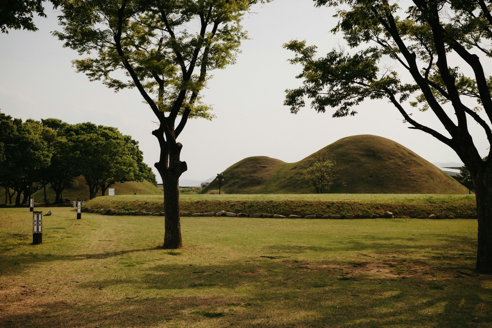 Grassy Silla-era royal tomb mounds among trees in a Gyeongju park