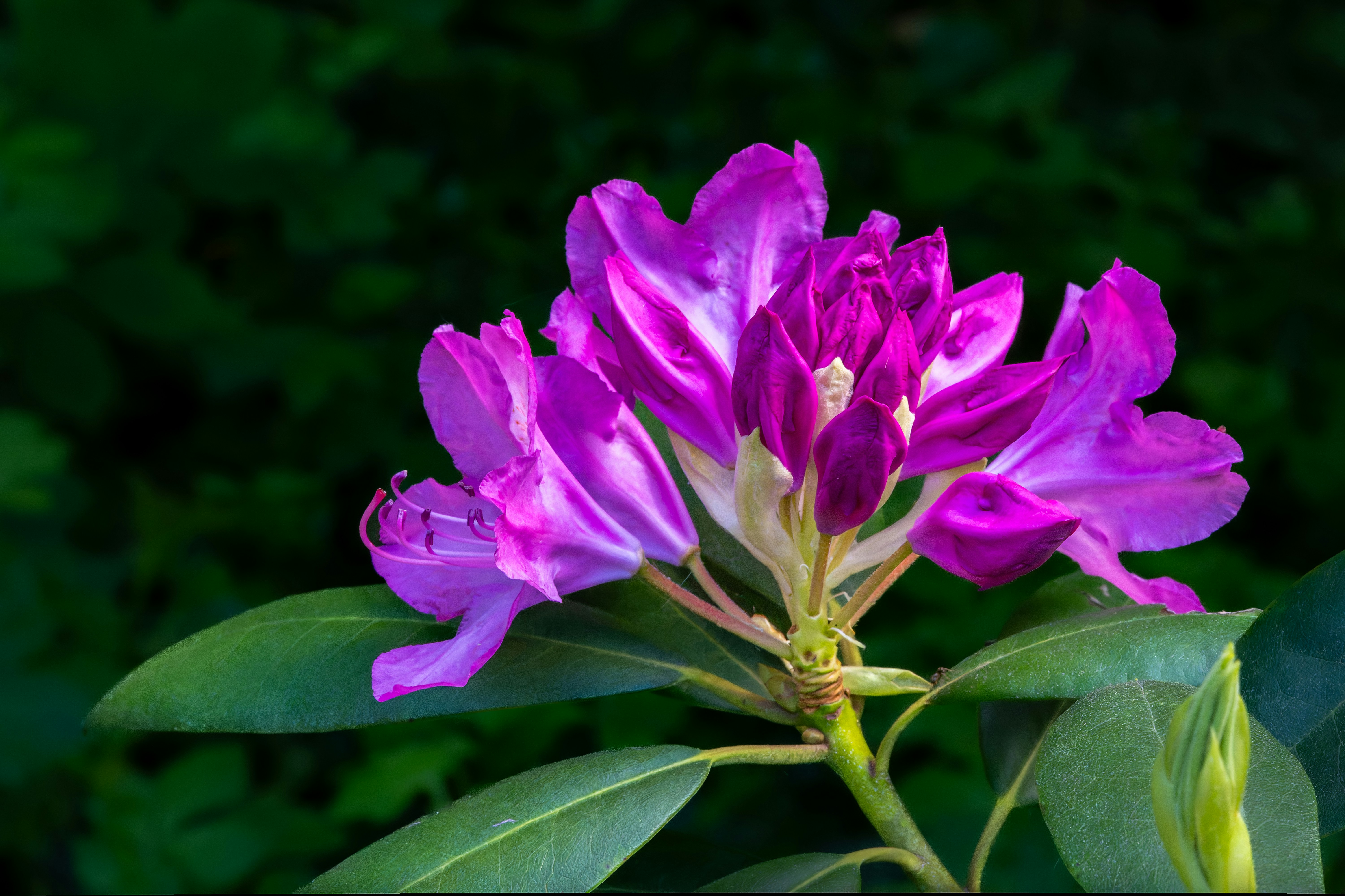 Photo by siegfriedpoepperl