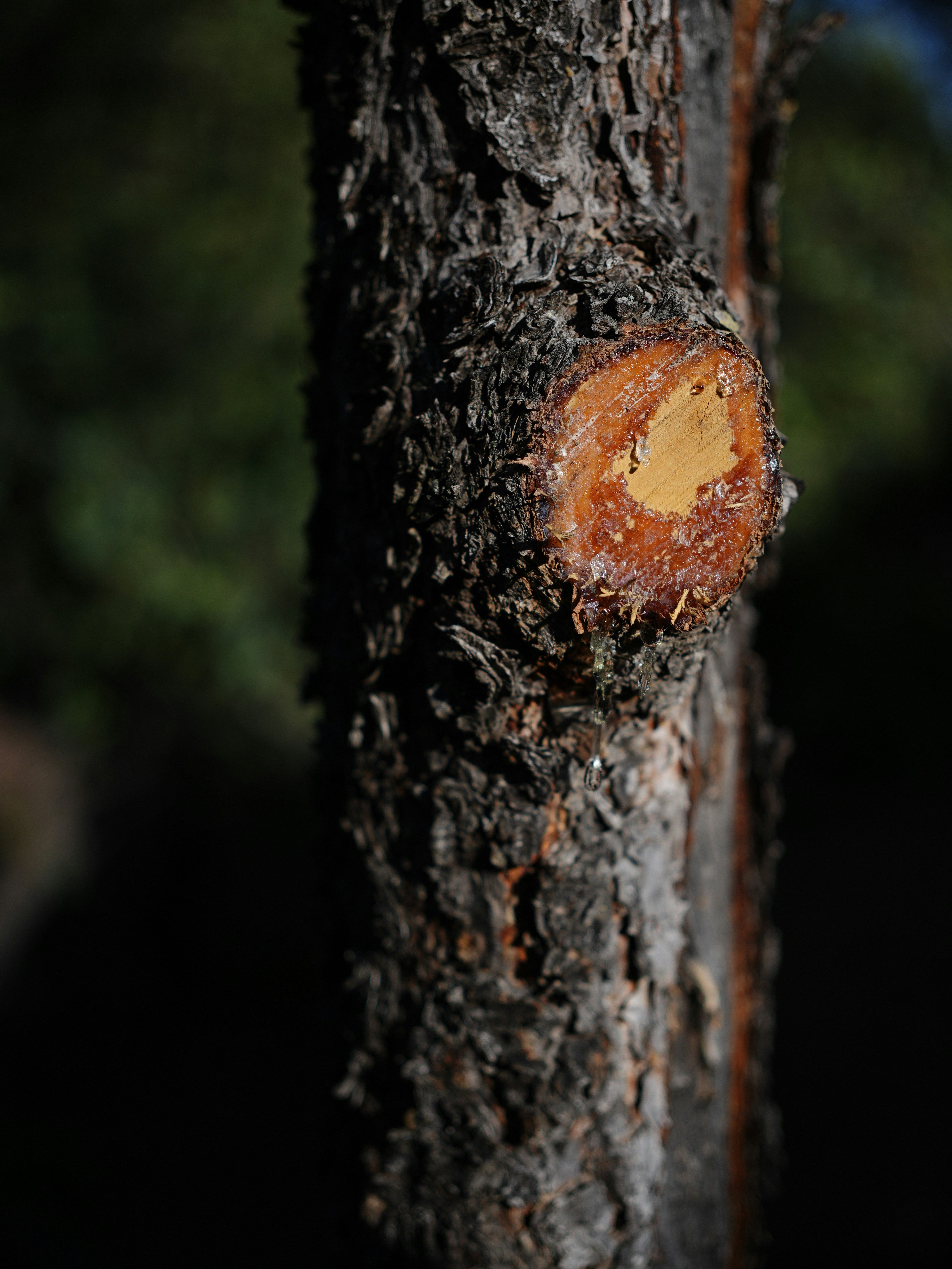 Close-up of a tree trunk with sap.