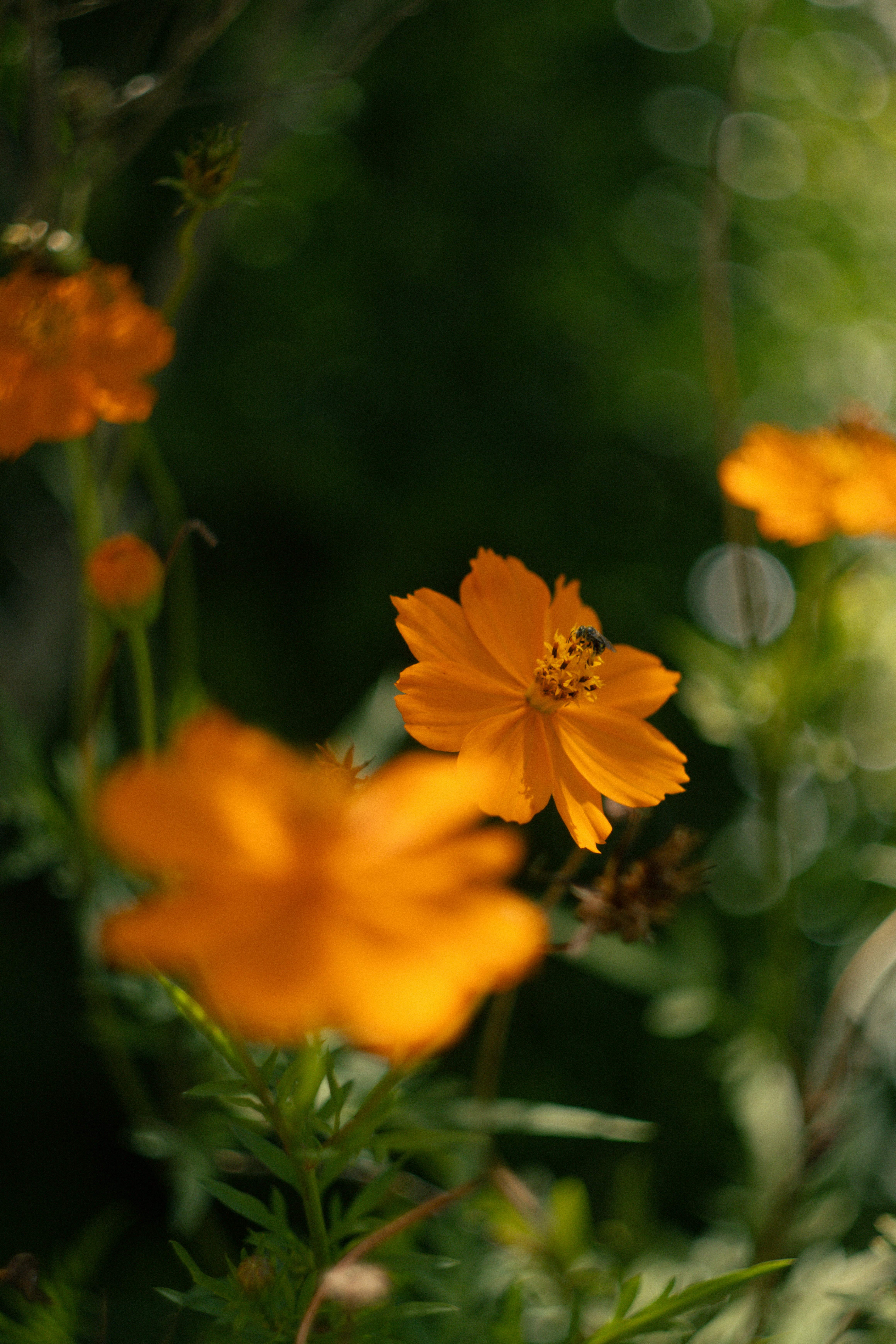 Photo by helenmichielin