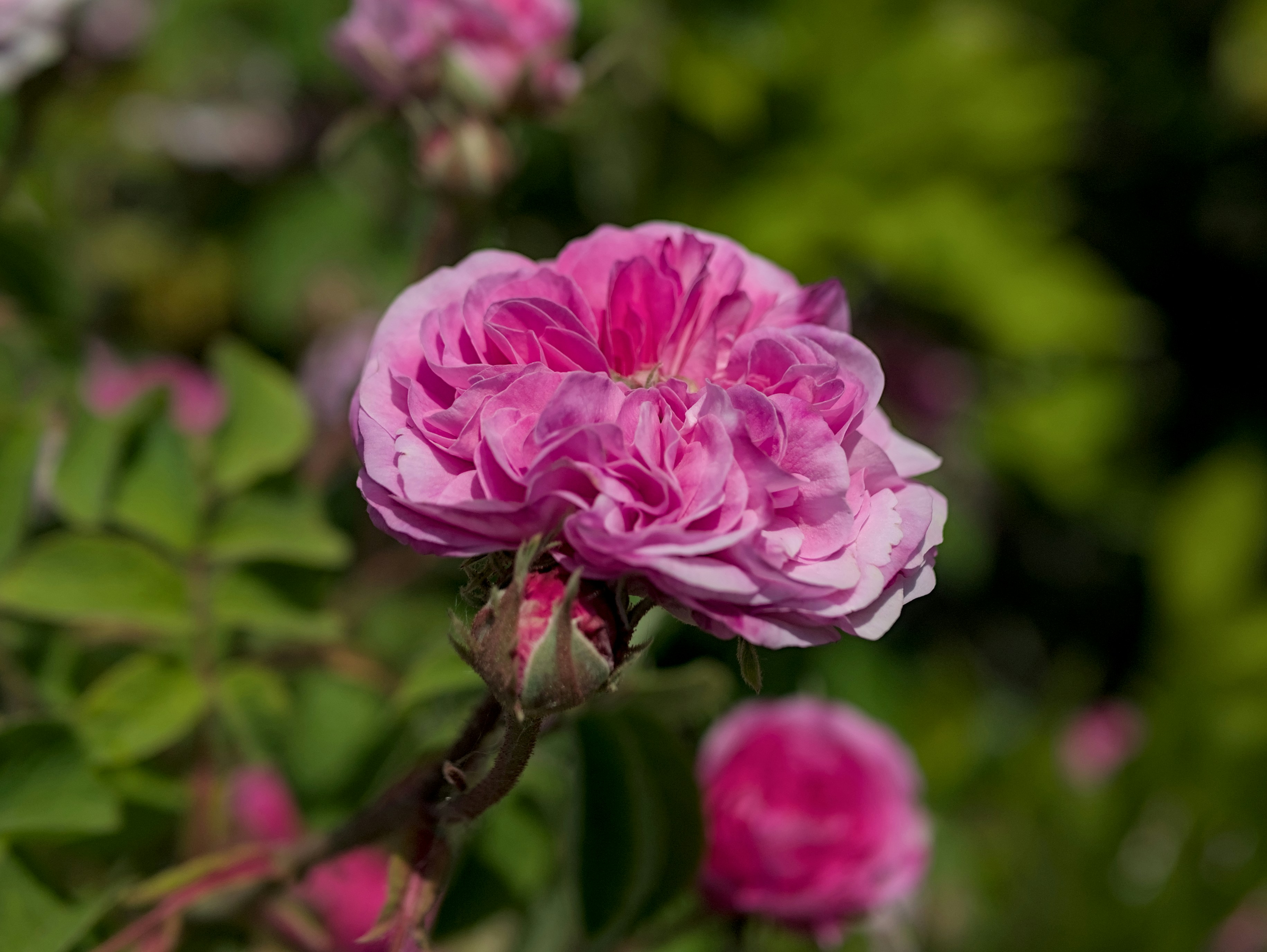 A close-up of a beautiful, pink rose.