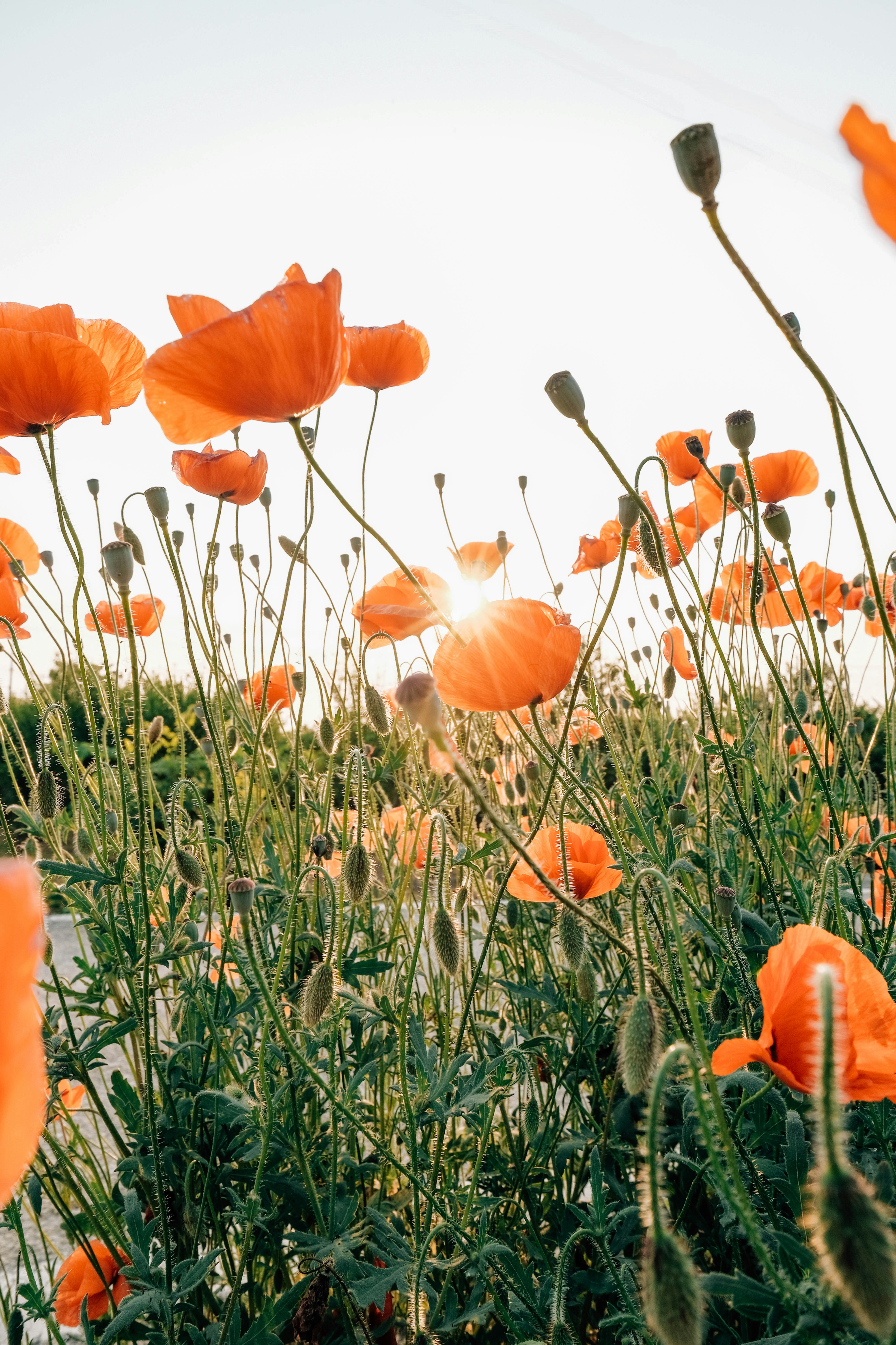日当たりの良い野原に鮮やかなオレンジ色のポピーが咲きます。