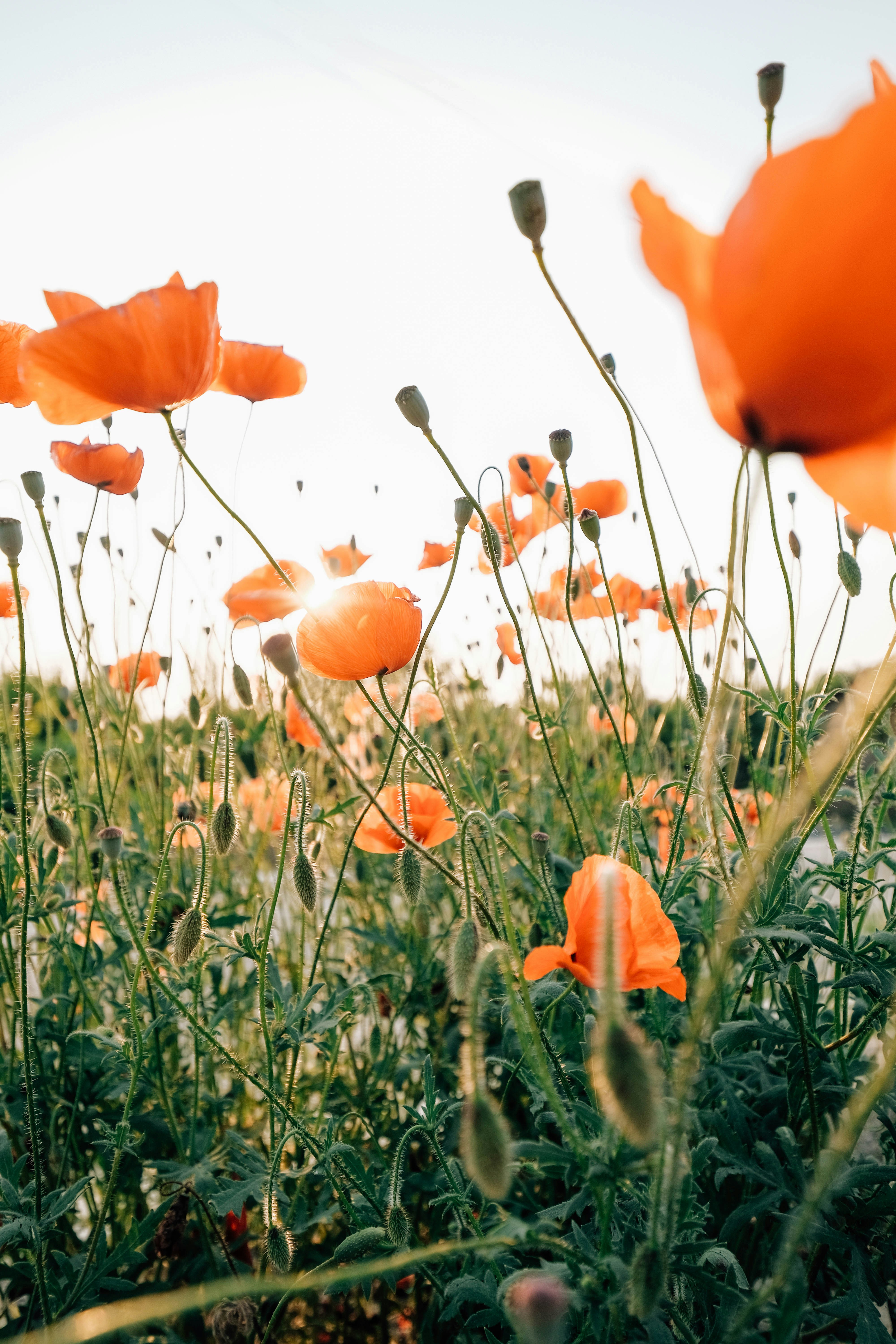 Red poppies bloom brightly in a sunny field.