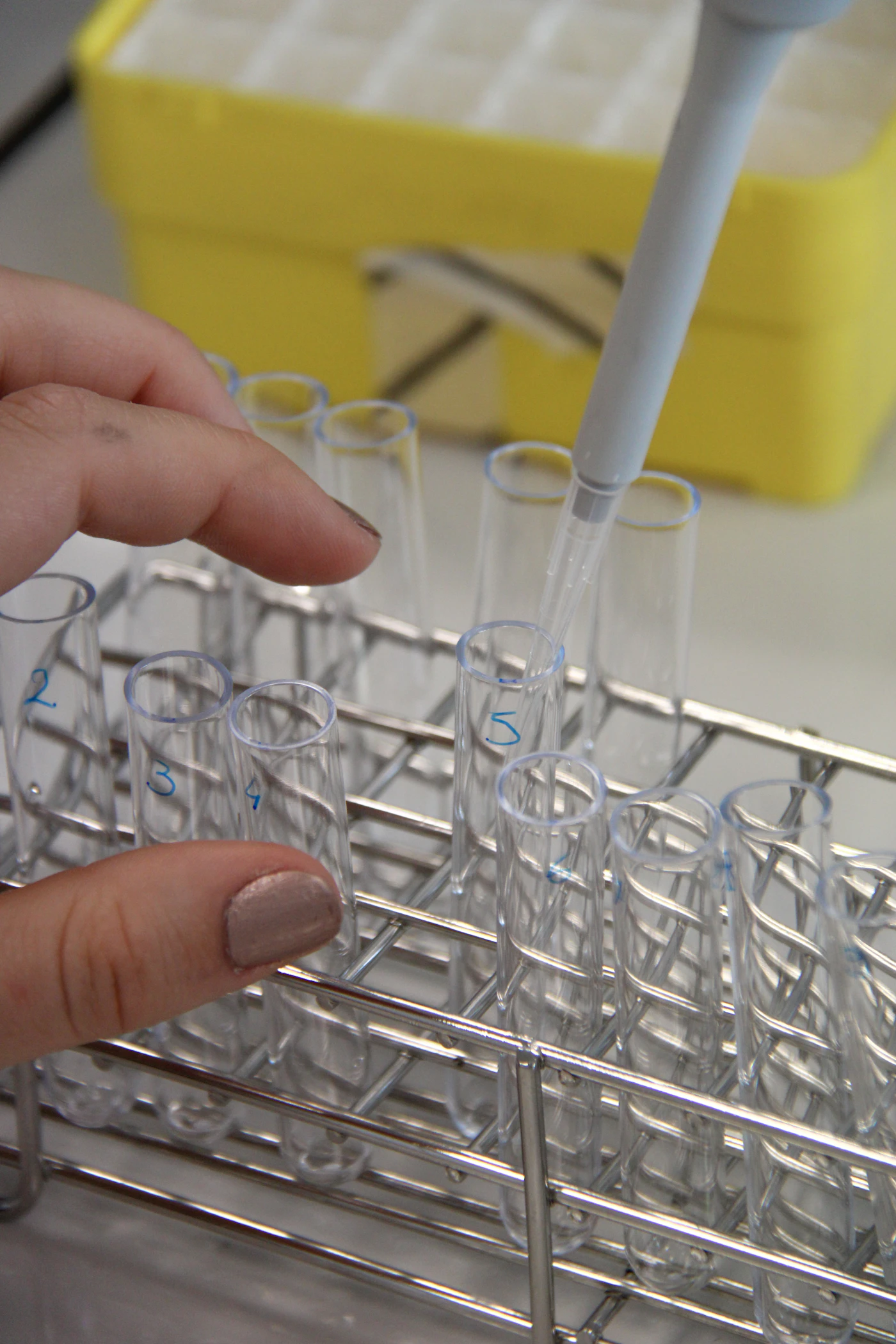 Pipette filling test tubes in a rack