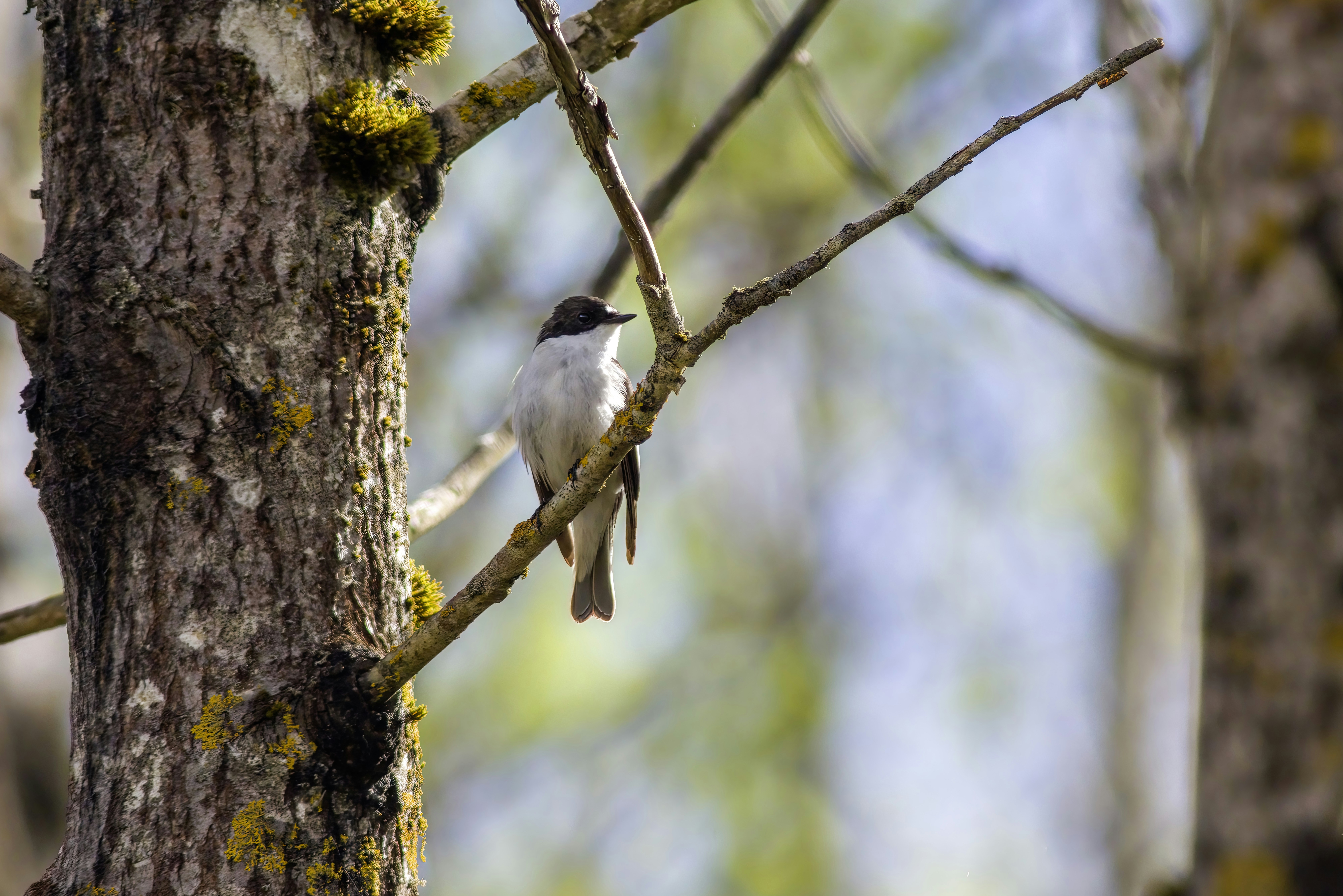 Photo by erik_karits