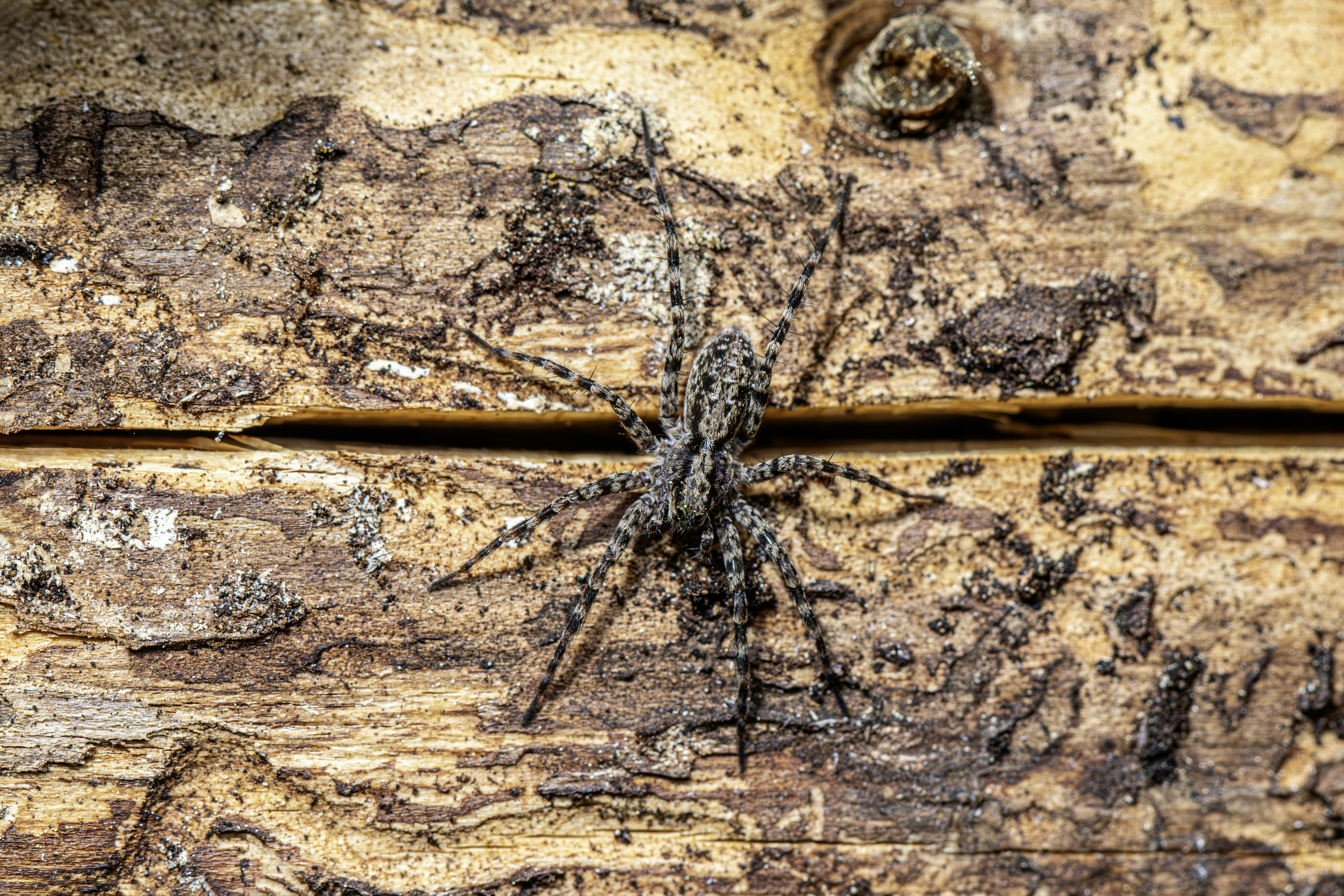 Photo by erik_karits