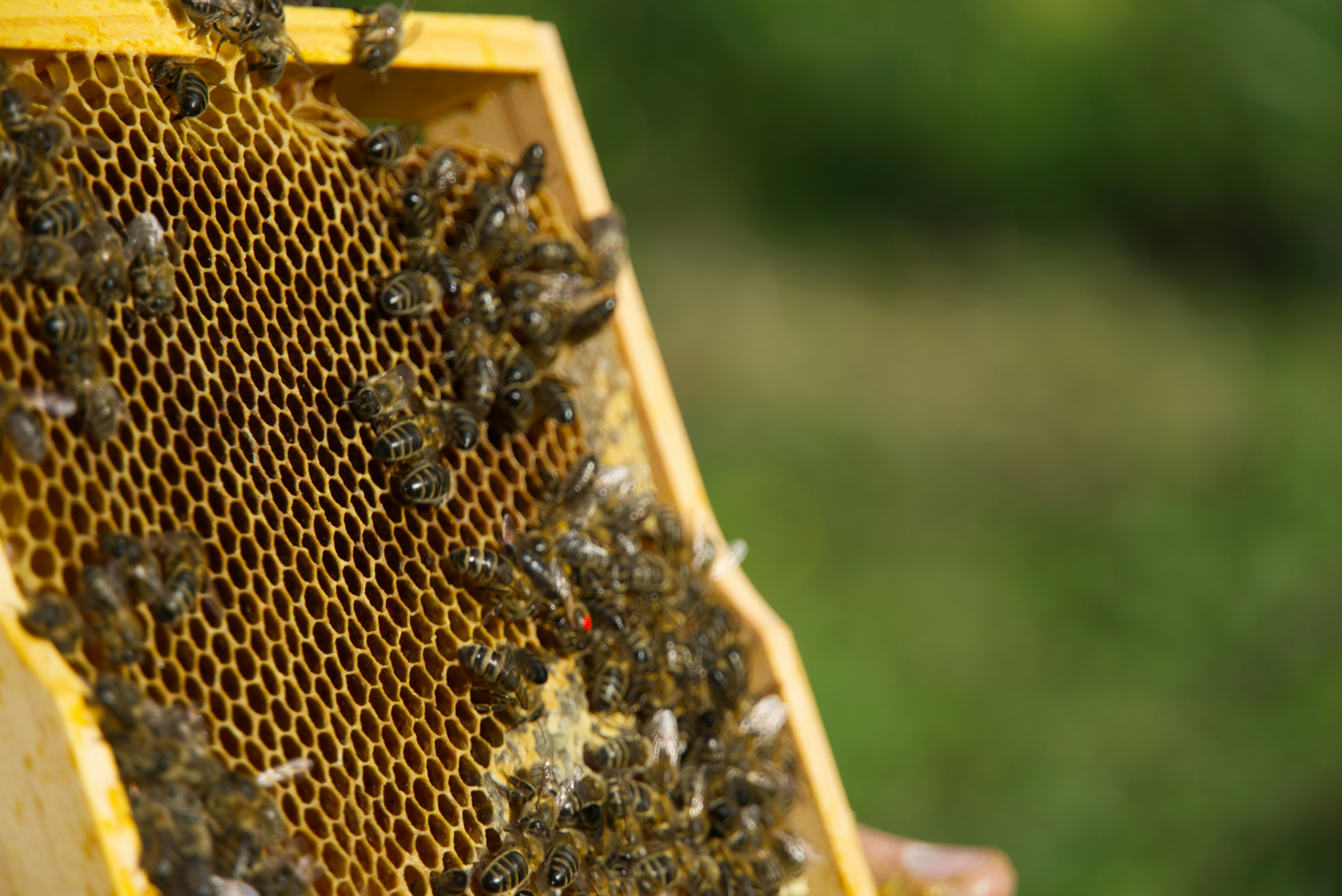 Bees swarm on a honeycomb.