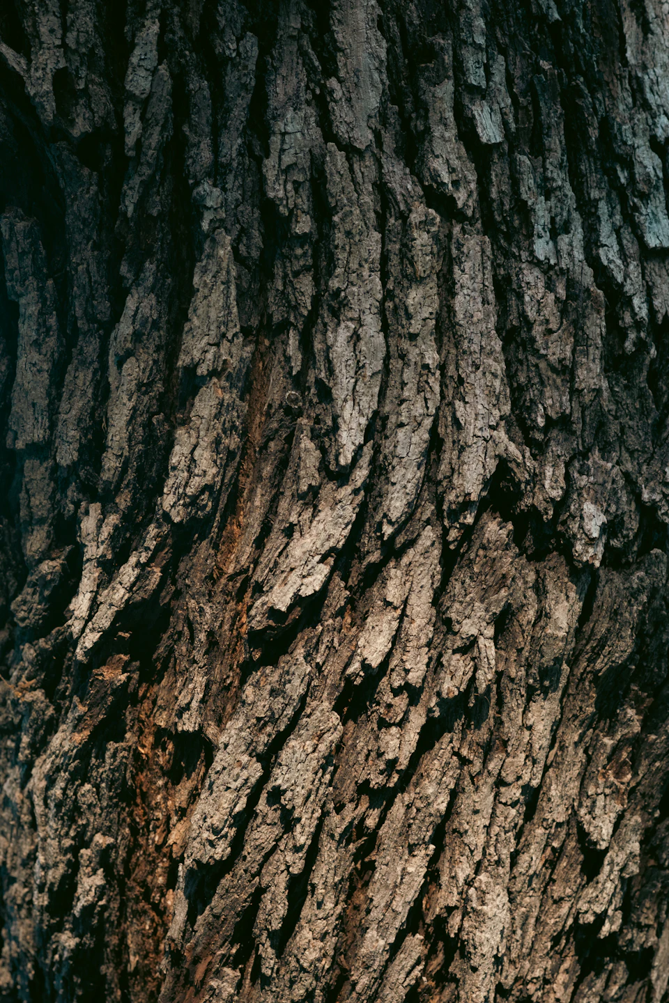 Close-up view of weathered tree trunk with brown and gray bark textures visible