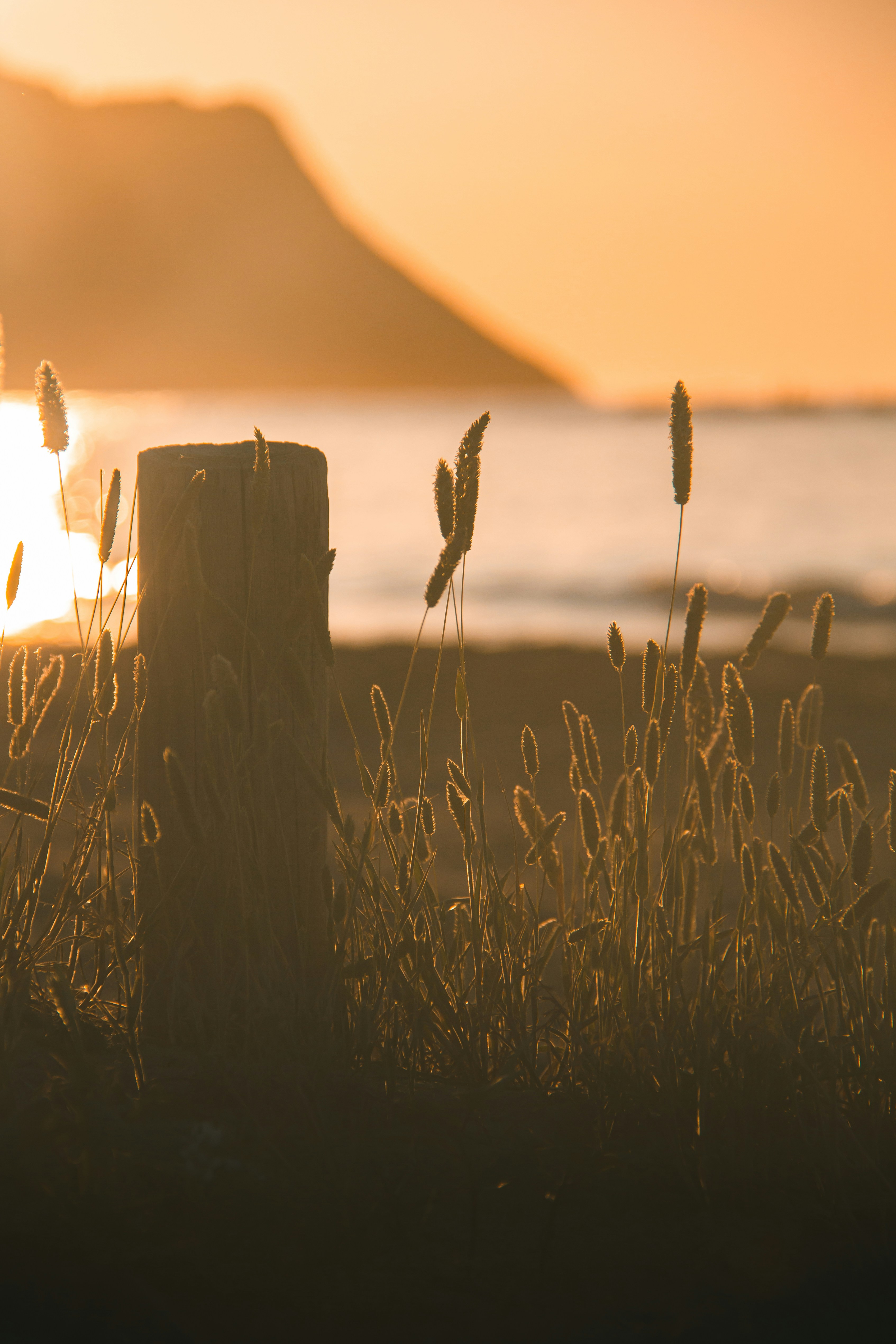Sunset lights up a coastal scene with tall grass.