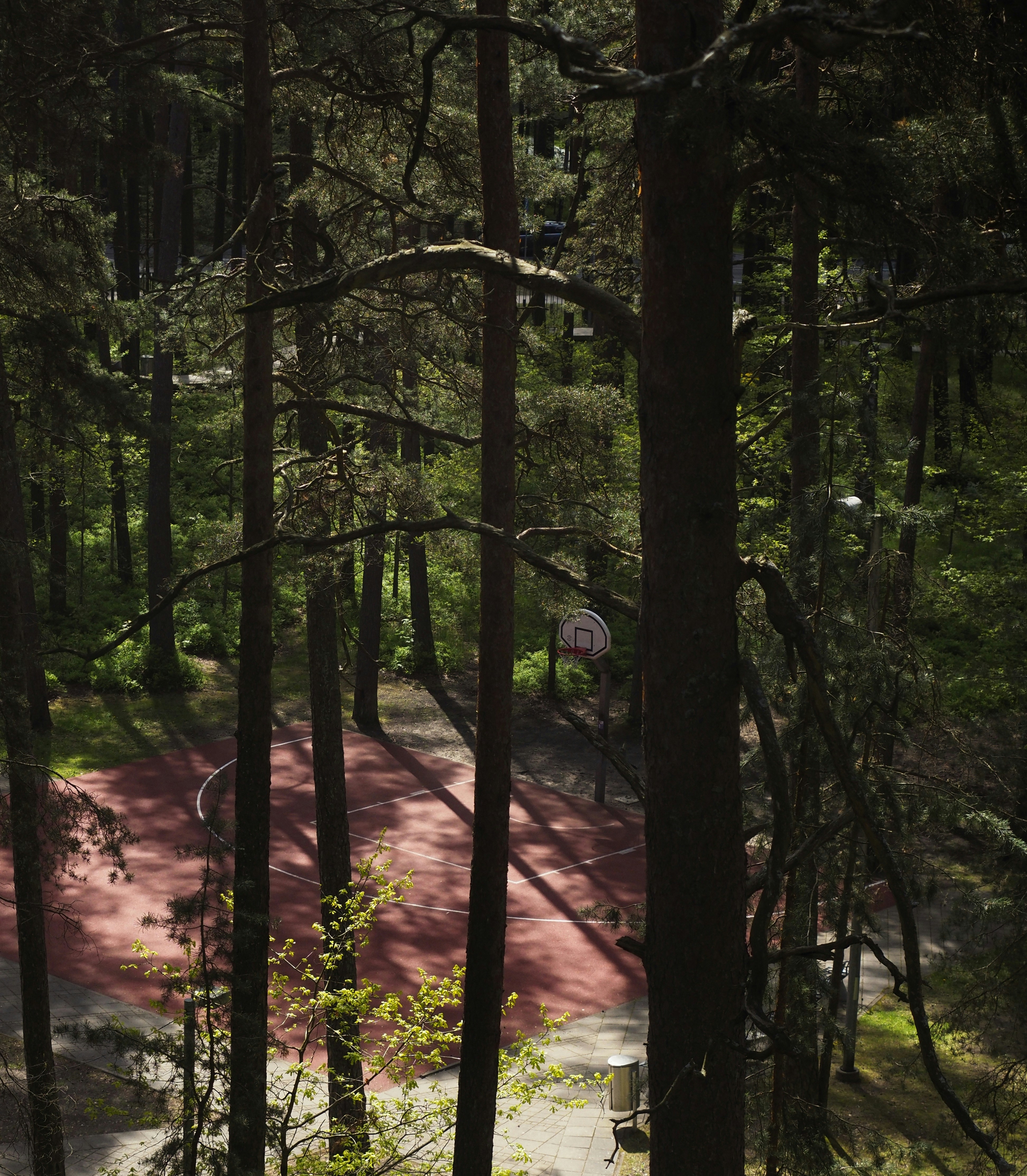 Bäume rahmen einen Basketballplatz in einem Wald ein.