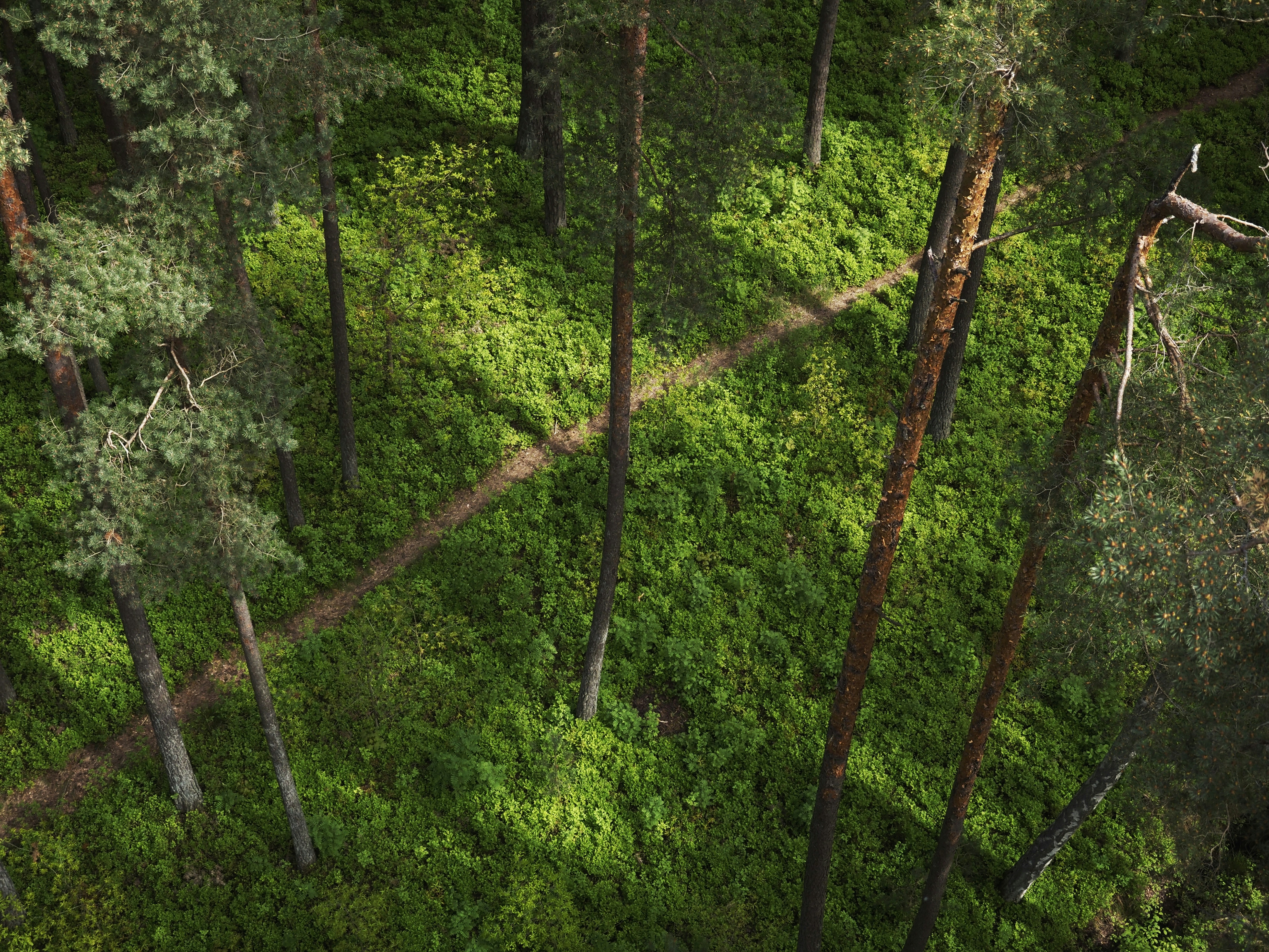 Ein Waldweg führt durch grüne Bäume.