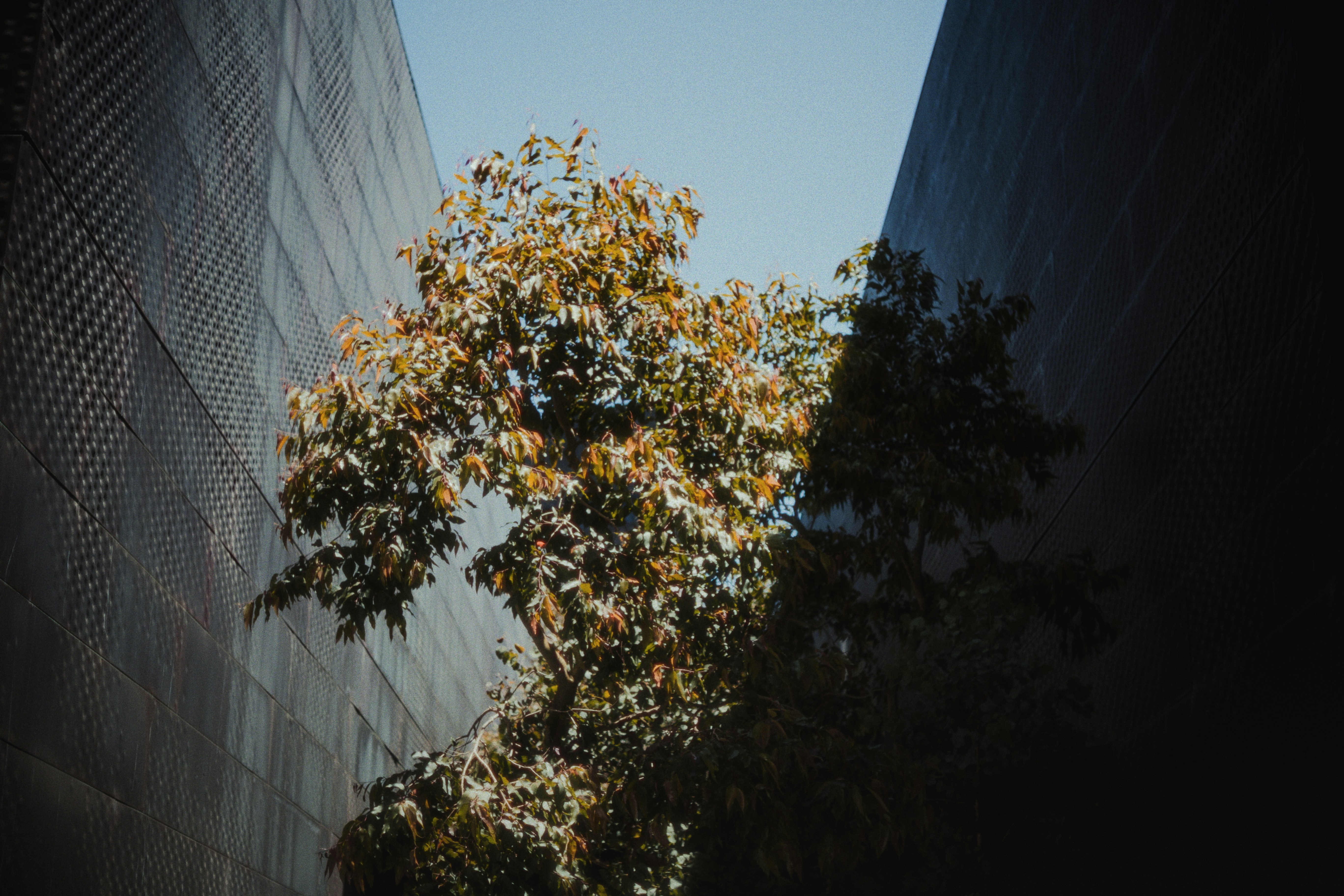 A tree stands between two tall buildings.