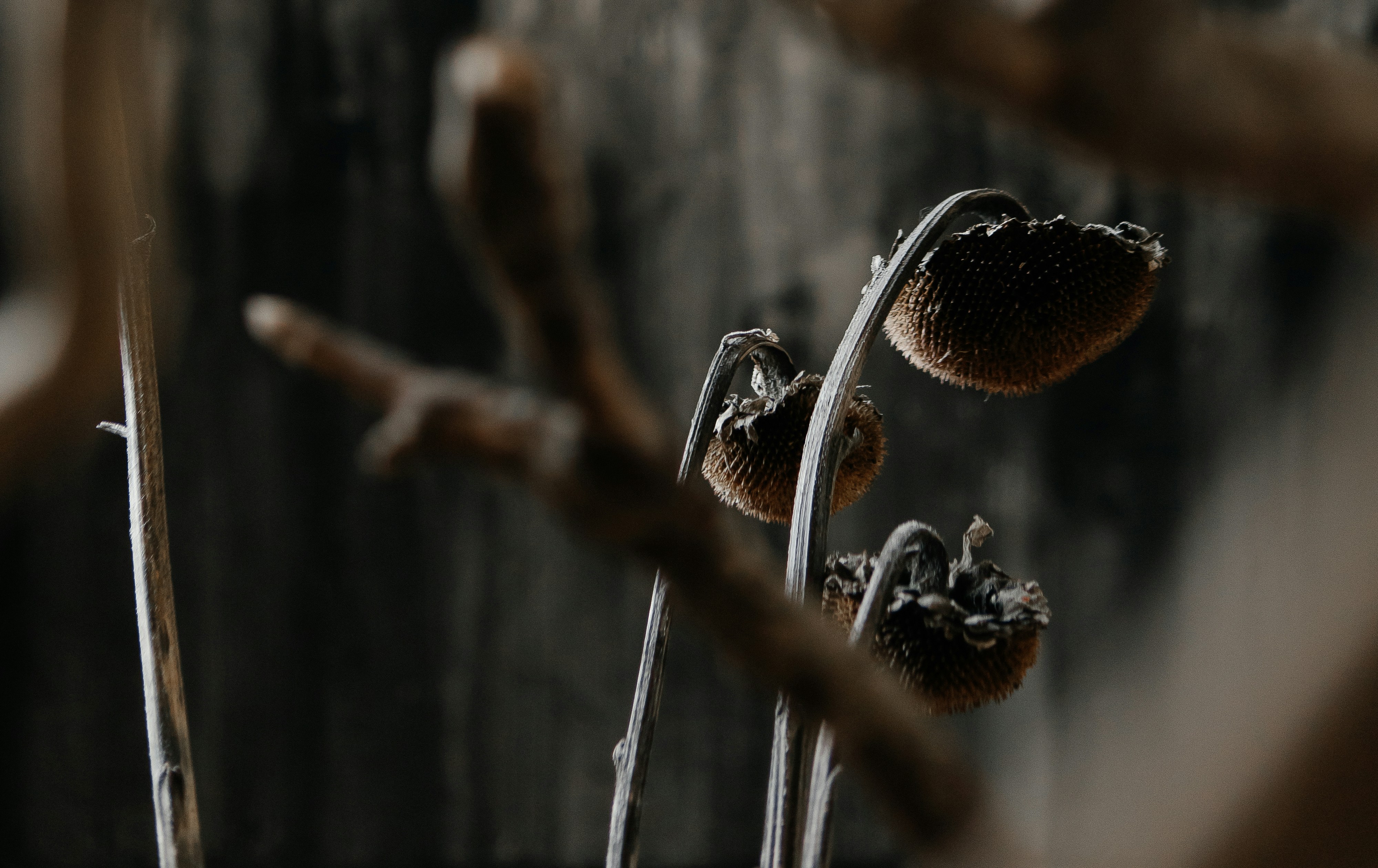 Photo by olga_kononenko