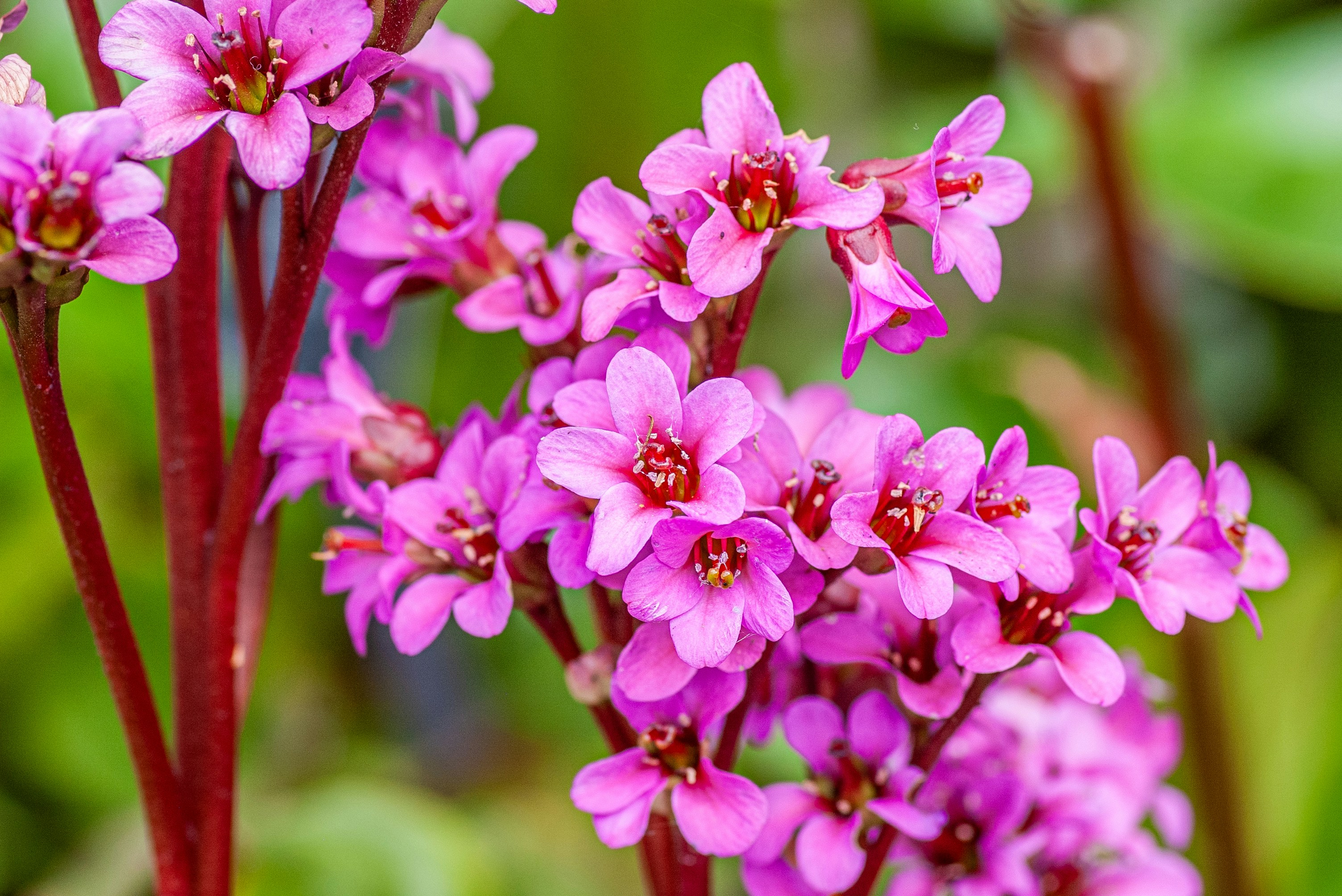 Bergenia