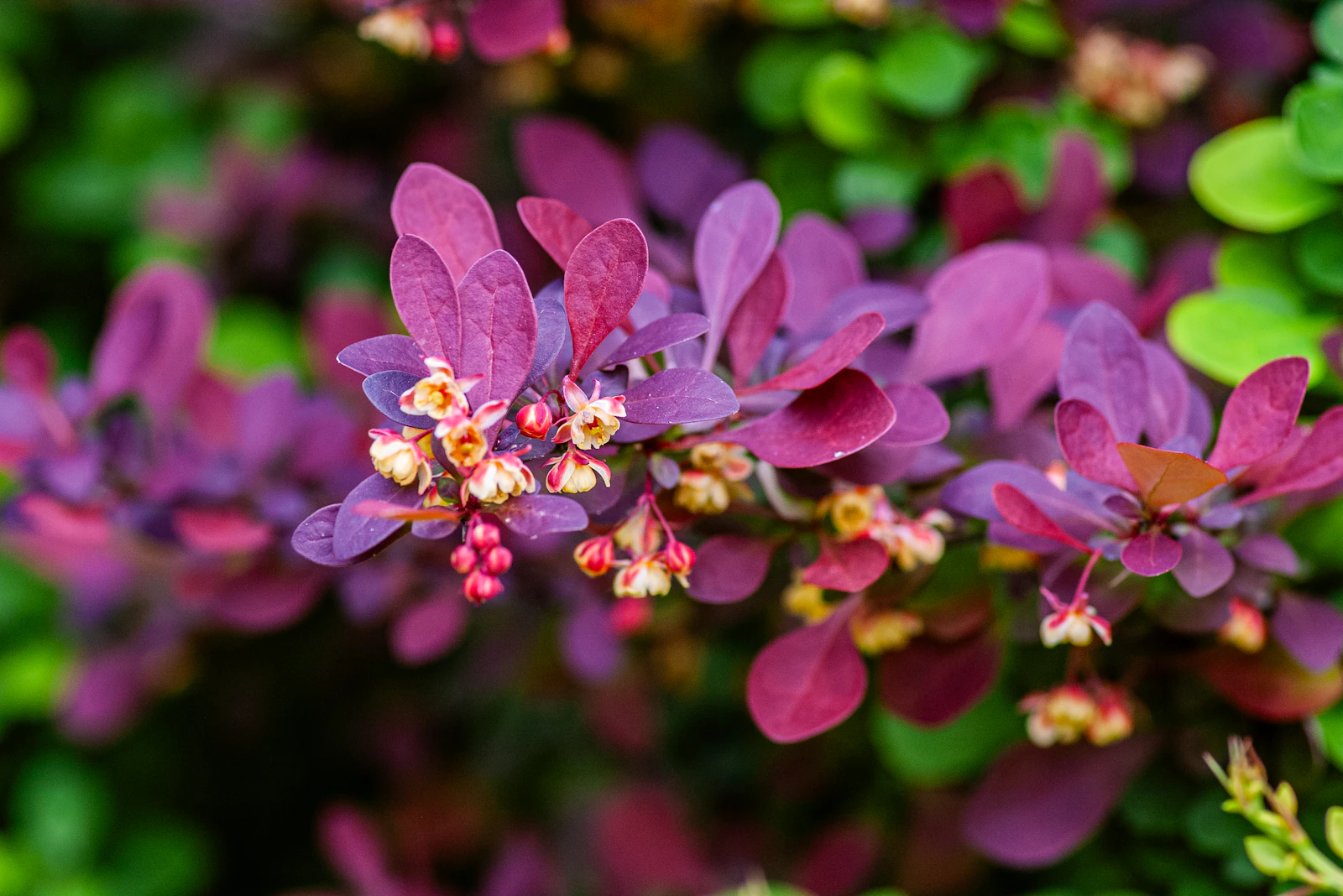 Berberys Thunberga o purpurowych liściach