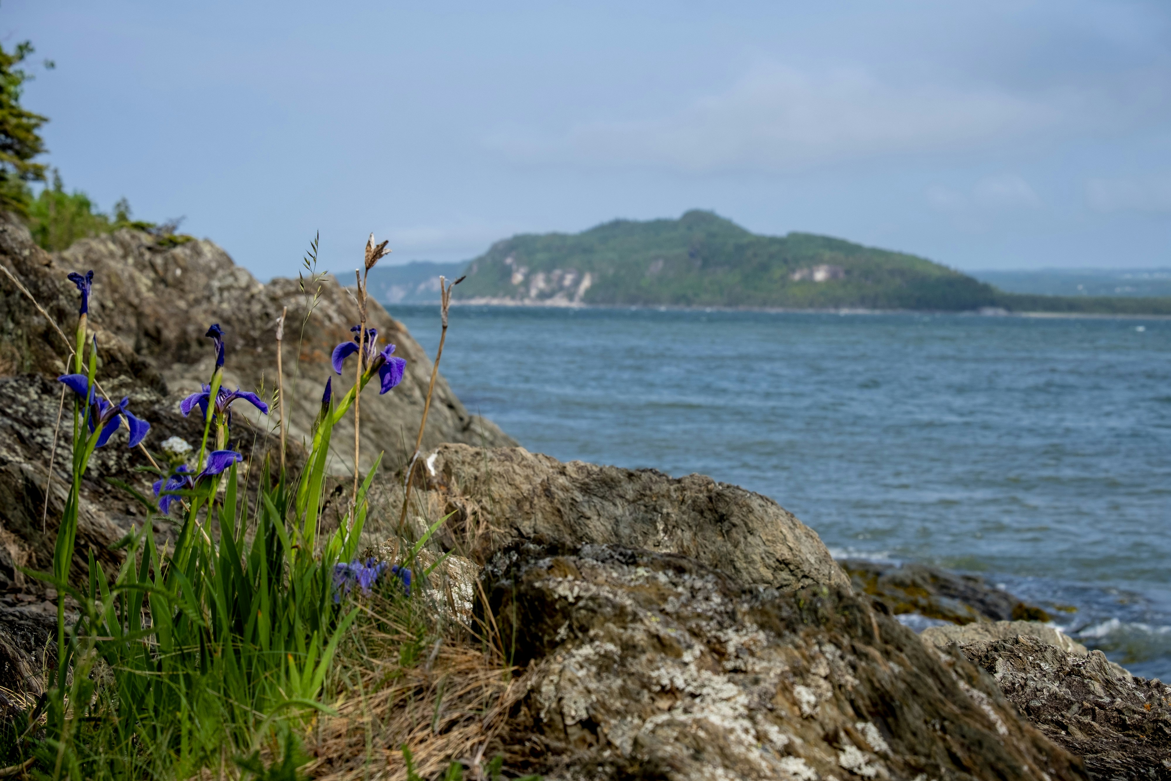 Rocks, flowers, and sea with a mountain in the distance.