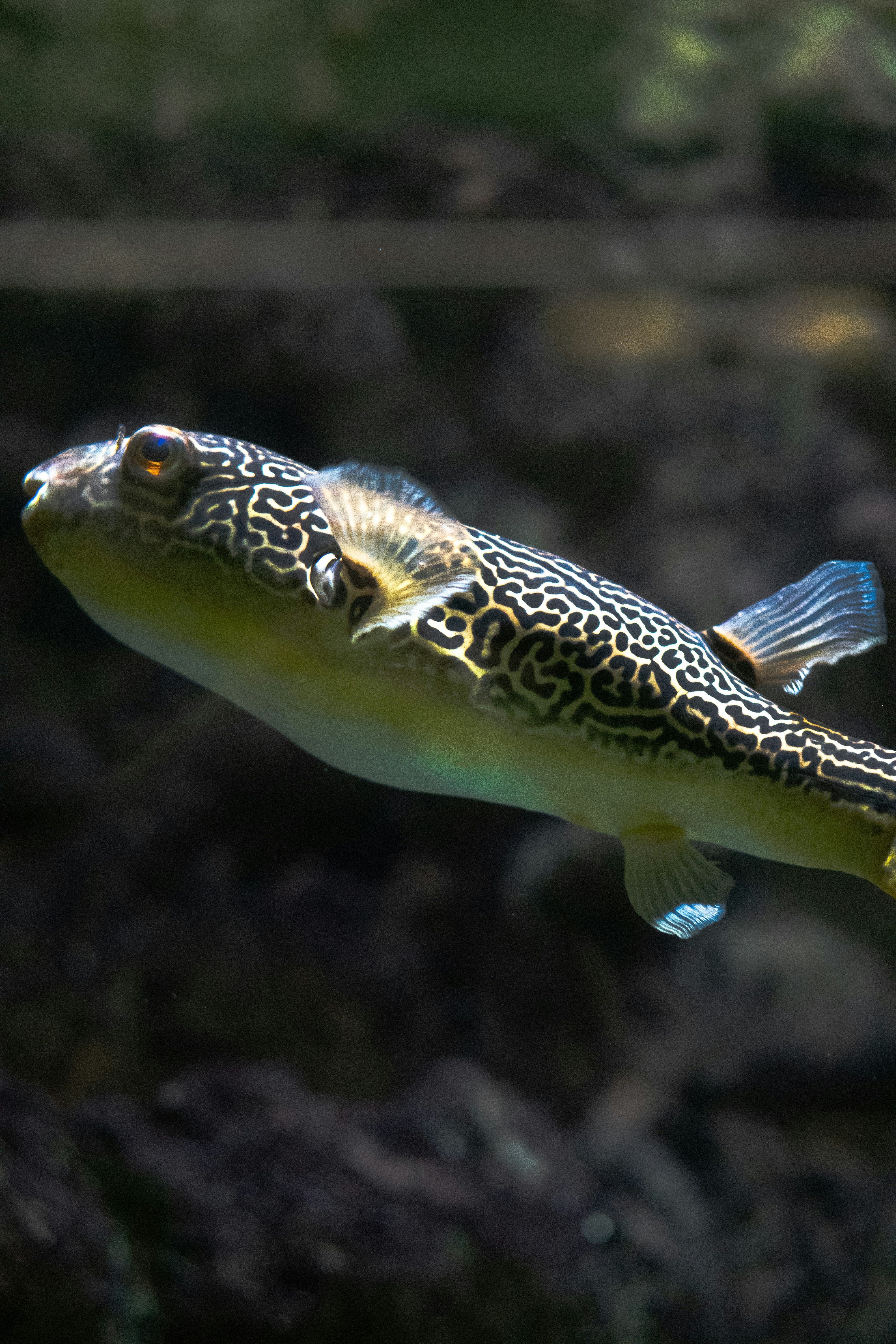 A puffer fish swims in a dark aquarium.