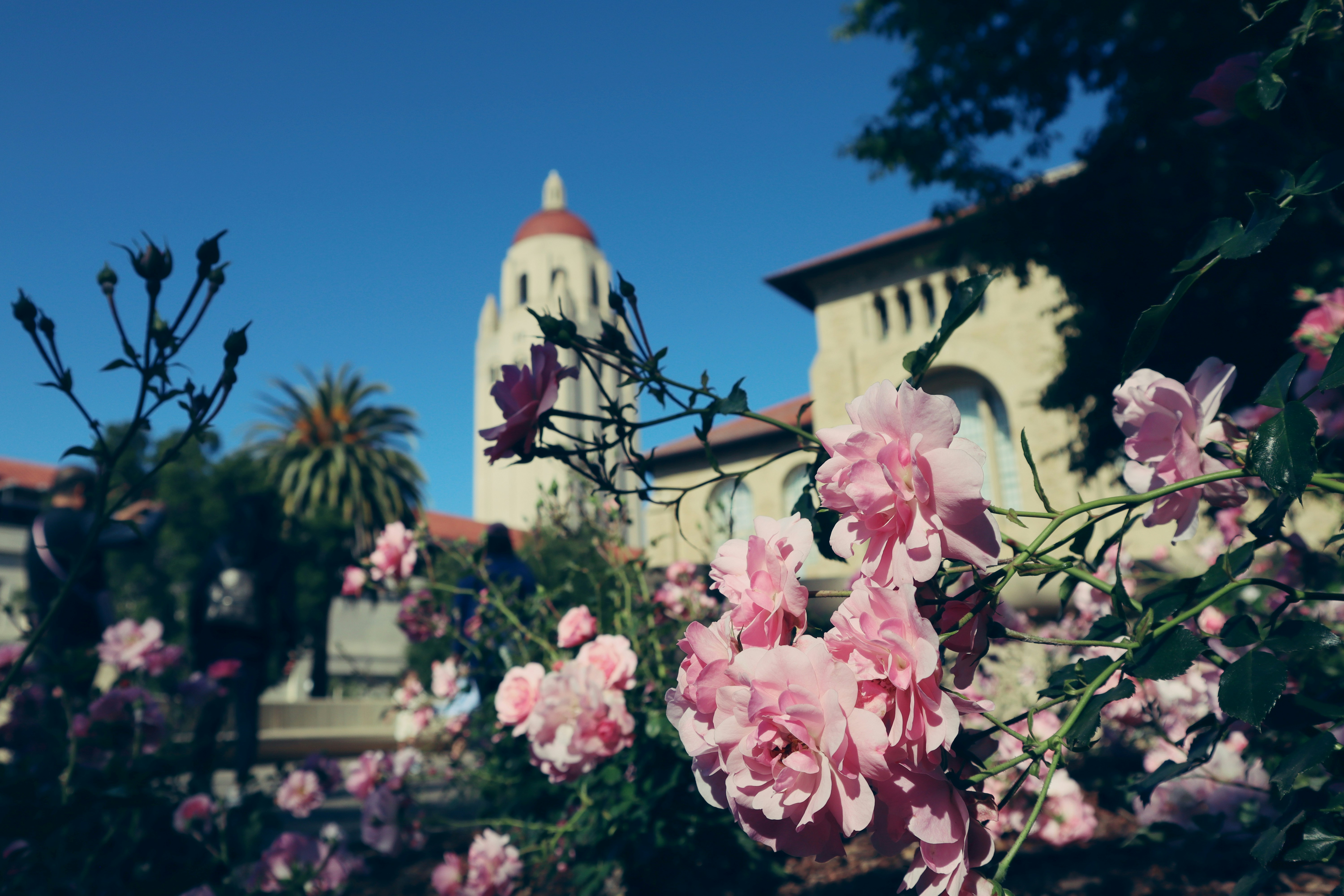 Flowers bloom in front of a university building.