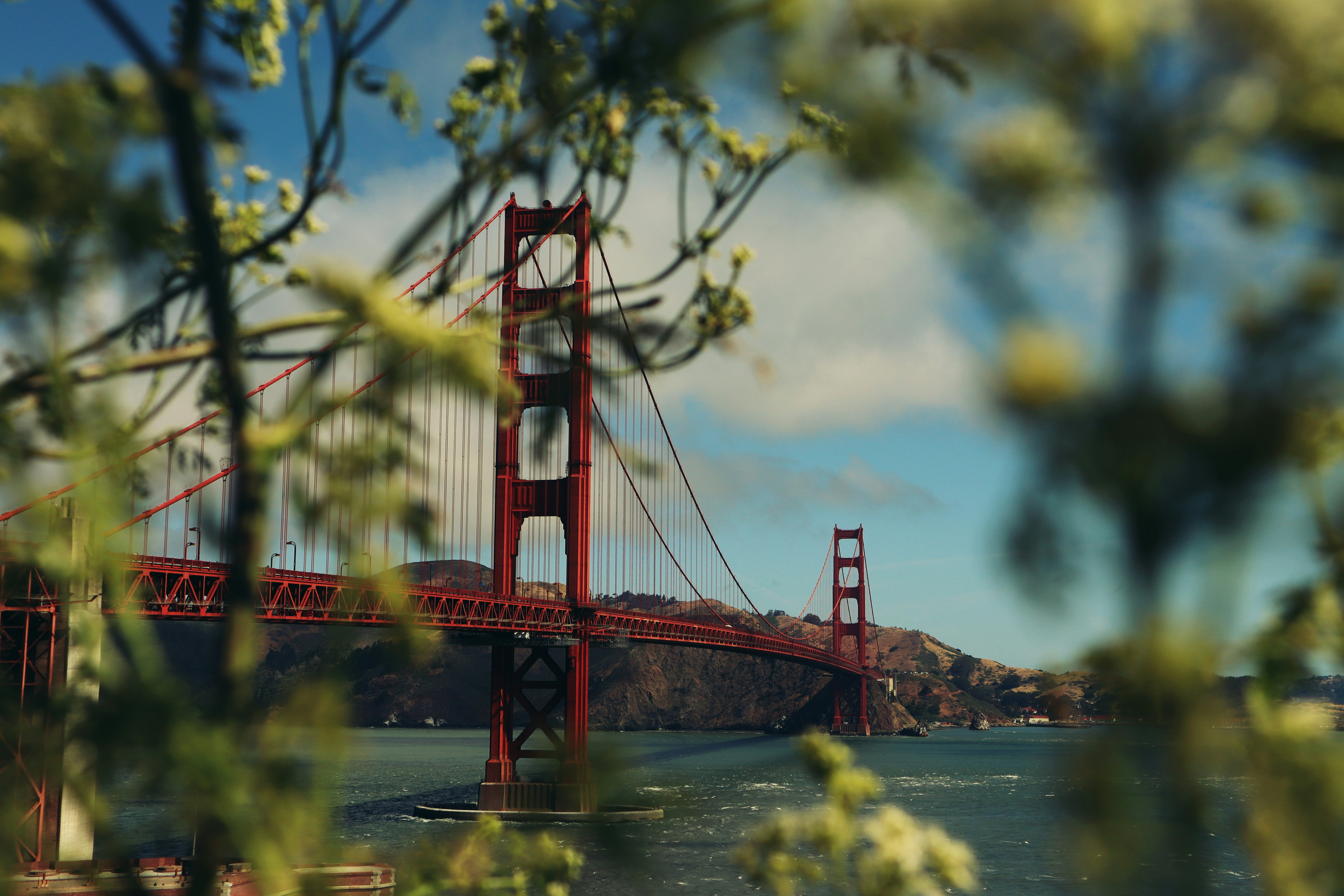 The golden gate bridge is seen through foliage.